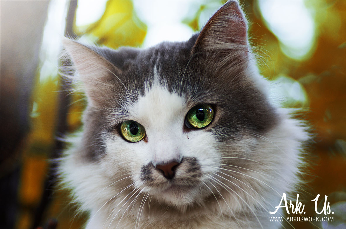Pentax smc D-FA 100mm F2.8 Macro WR sample photo. Cat. photography