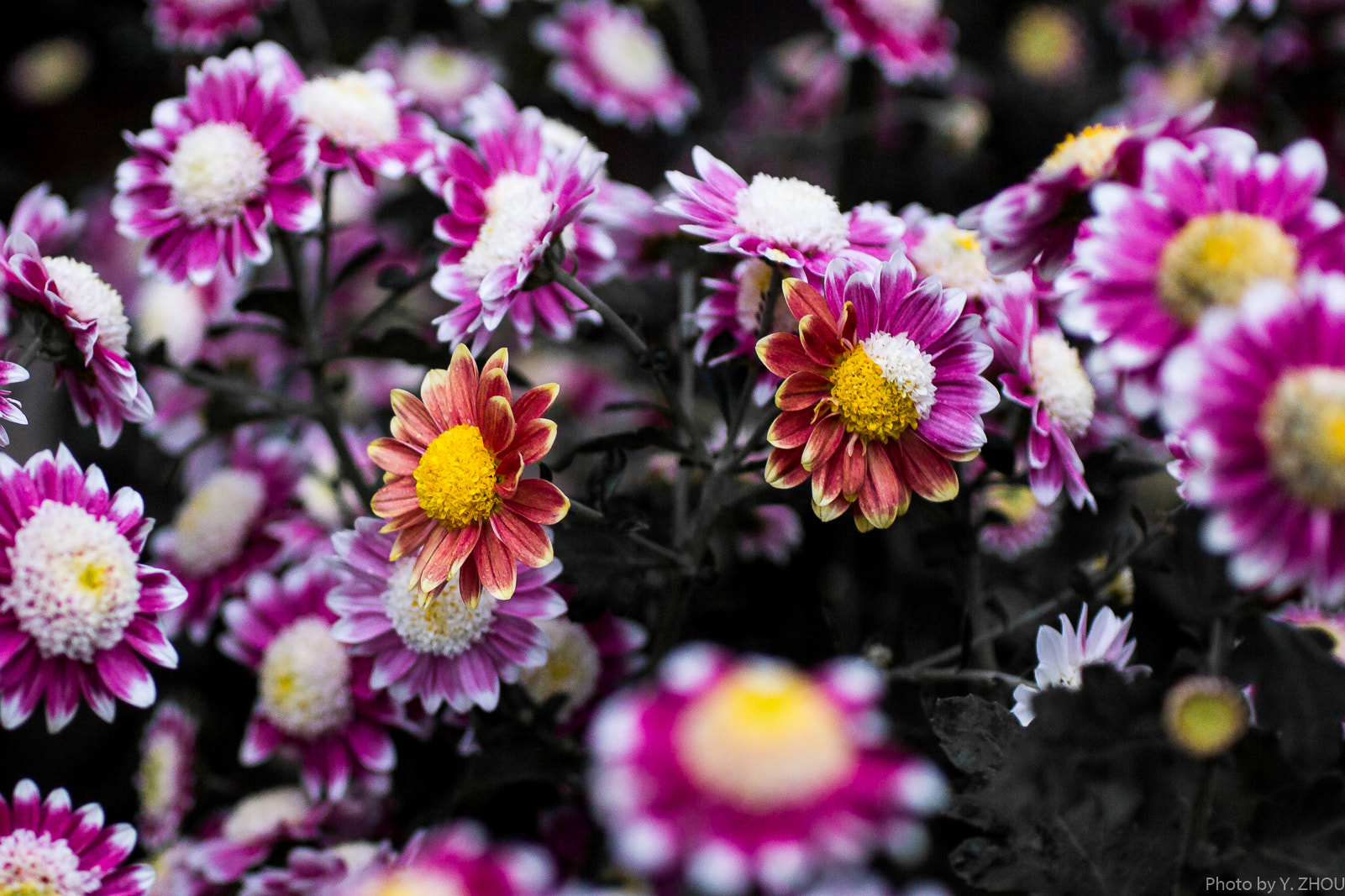 Canon EOS 60D + Sigma 50mm f/2.8 EX sample photo. Flowers photography