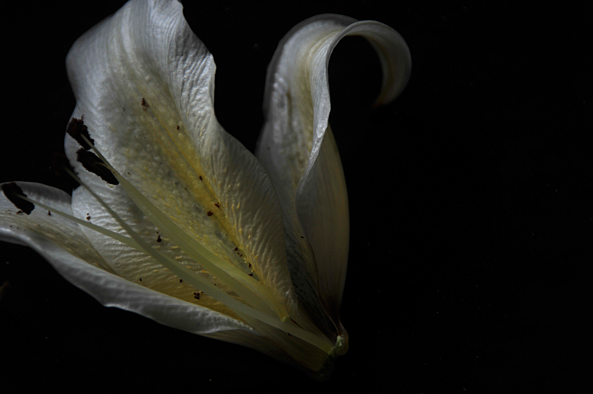 Nikon D3S sample photo. ...a flower... photography