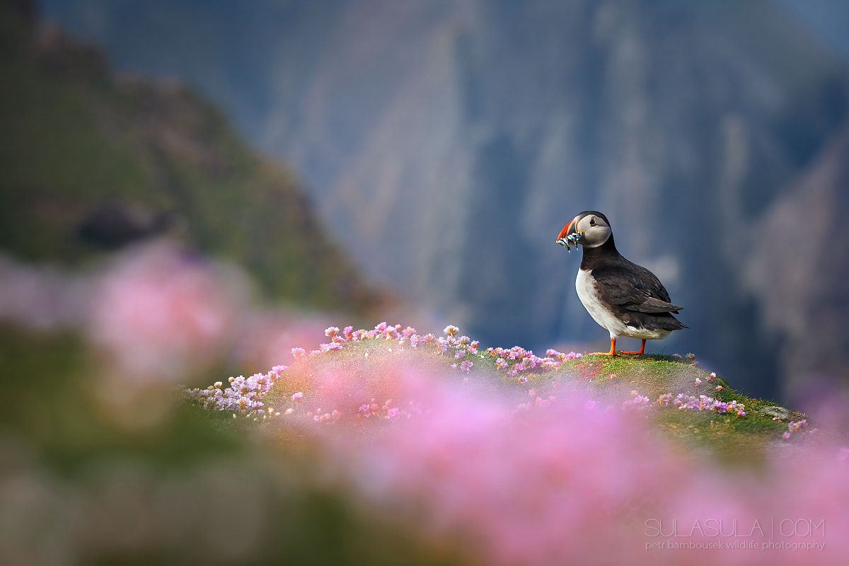 Sigma 150mm f/2.8 EX DG OS HSM APO Macro sample photo. Atlantic puffin | shetland photography