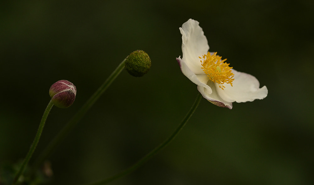 Nikon D7000 + Sigma 105mm F2.8 EX DG Macro sample photo. Development photography