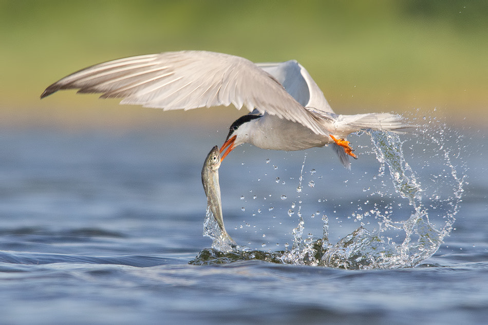Sigma 150-500mm F5-6.3 DG OS HSM sample photo. Http://www.wildphototoursbg.com/ photography