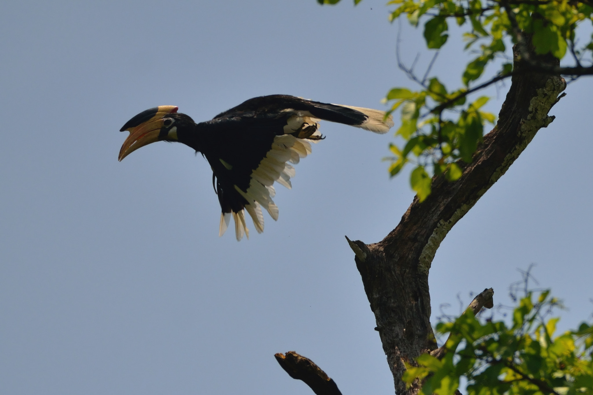 Nikon D7000 + Sigma 500mm F4.5 EX DG HSM sample photo. Malabar pied hornbill photography