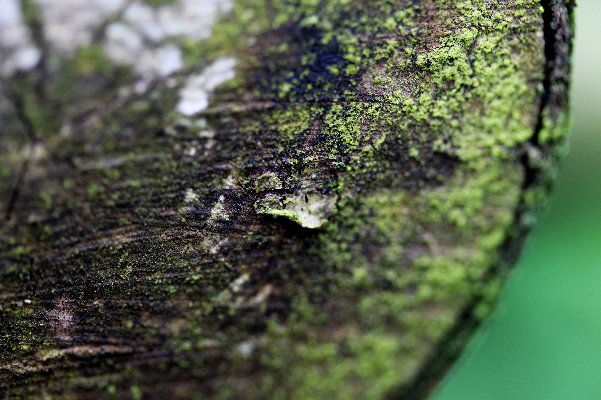 Canon EF-S 60mm F2.8 Macro USM sample photo. Close up photography