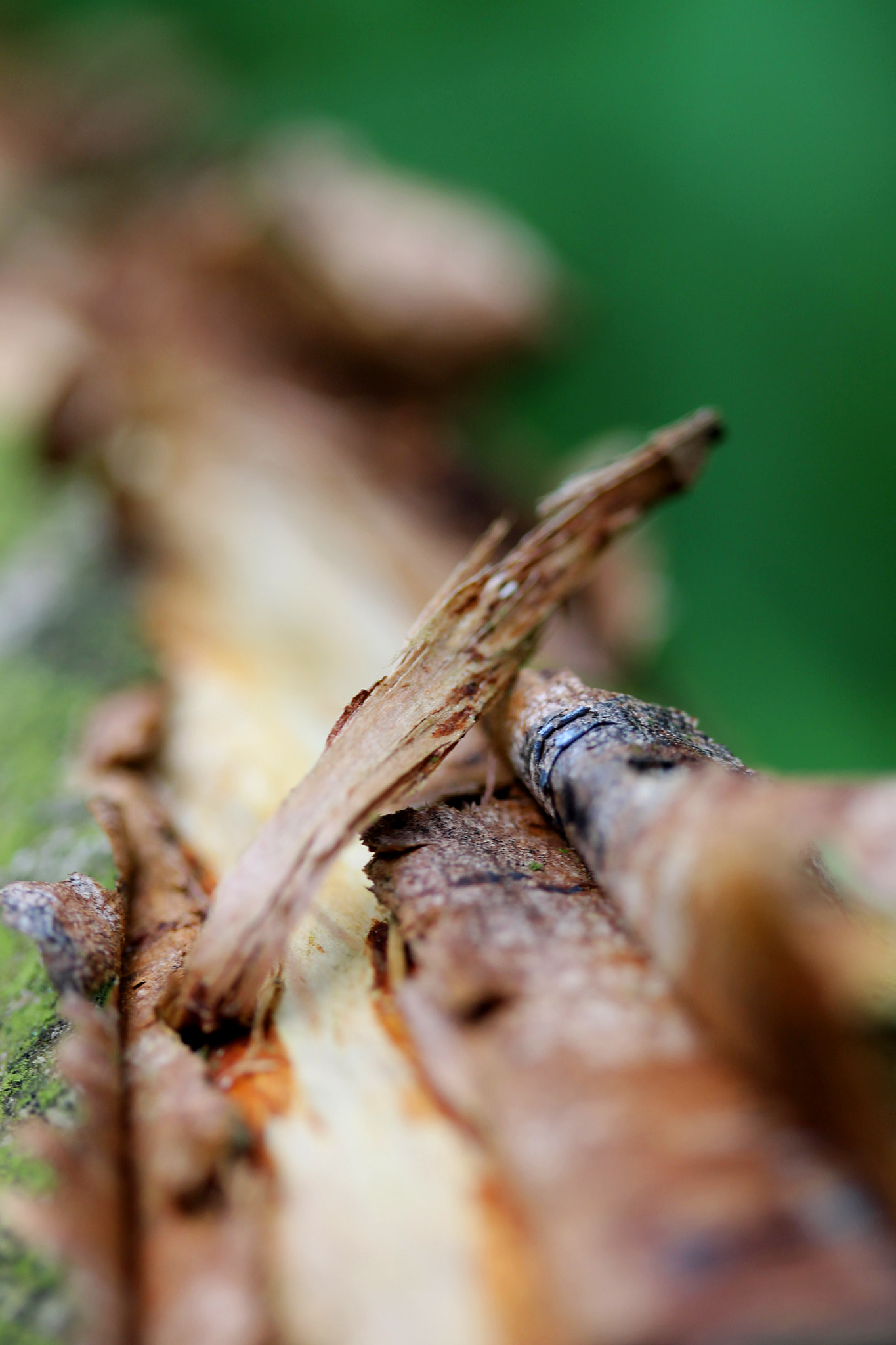 Canon EF-S 60mm F2.8 Macro USM sample photo. Peeling away photography