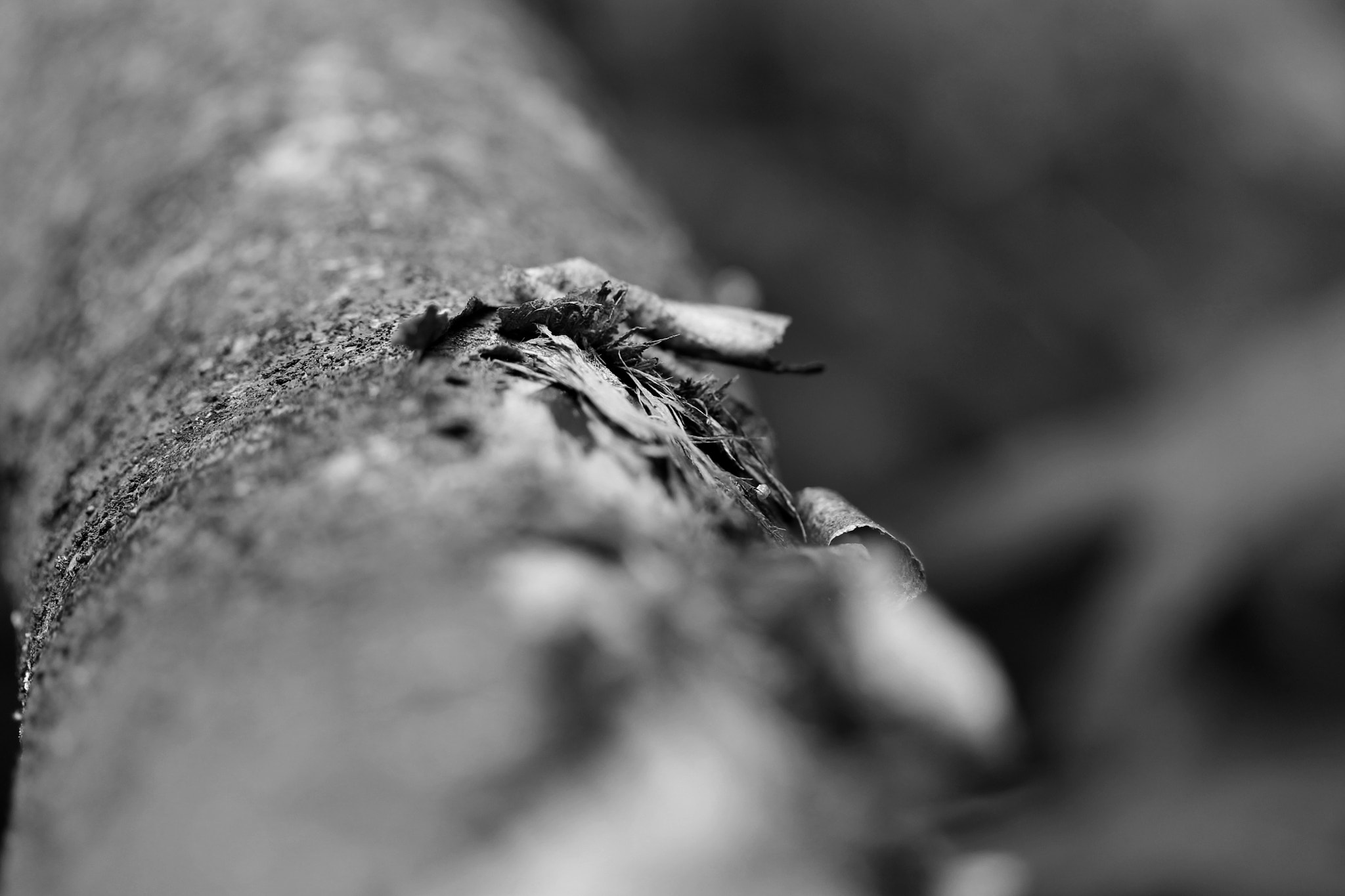 Canon EF-S 60mm F2.8 Macro USM sample photo. Broken bit photography