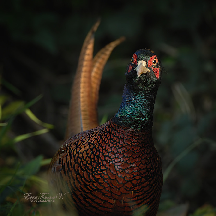 Nikon AF-S Nikkor 600mm F4D ED-IF II sample photo. Common pheasant / sülün ... photography
