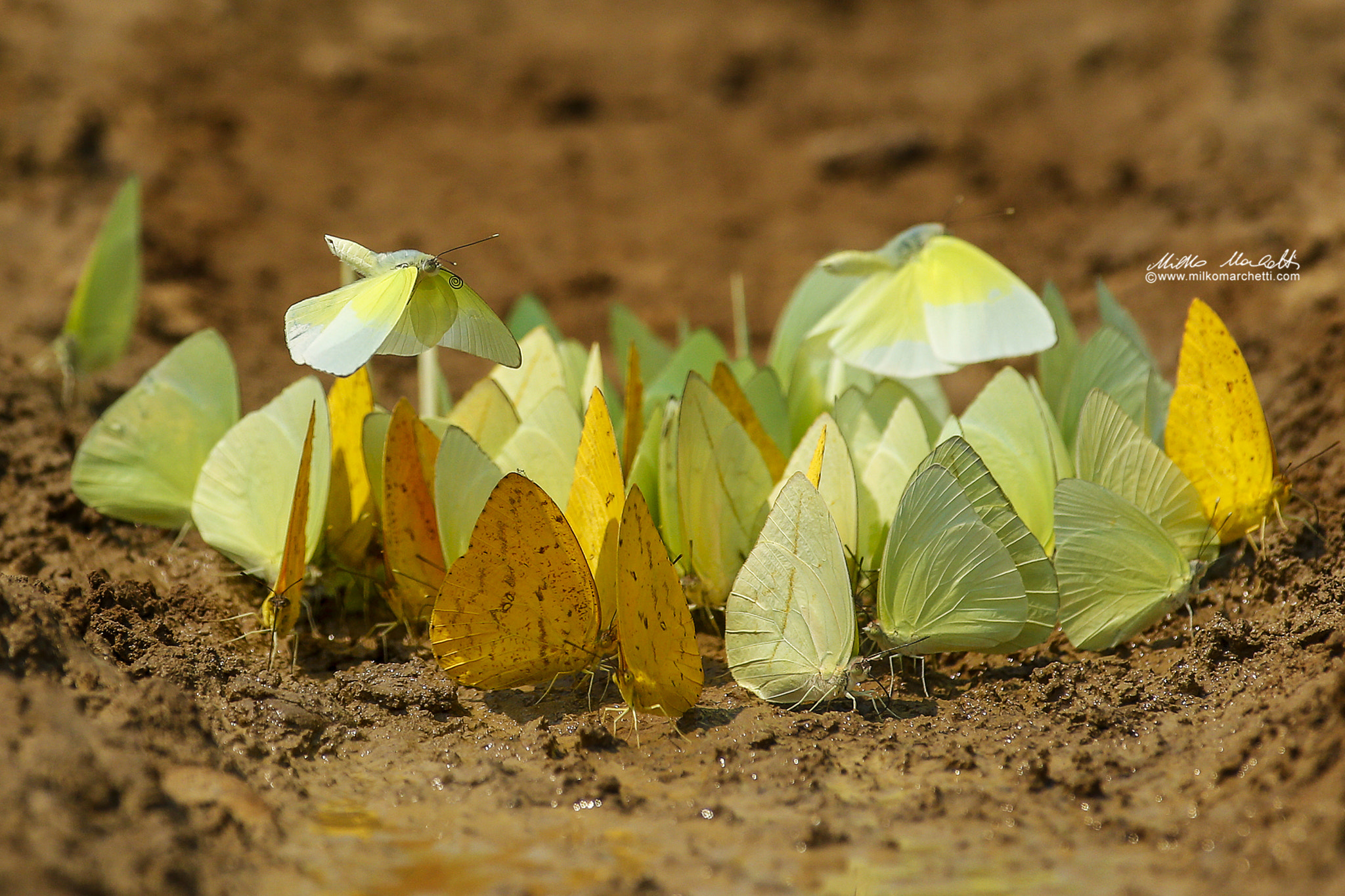 Canon EF 300mm f/2.8L + 1.4x sample photo. Yellows photography