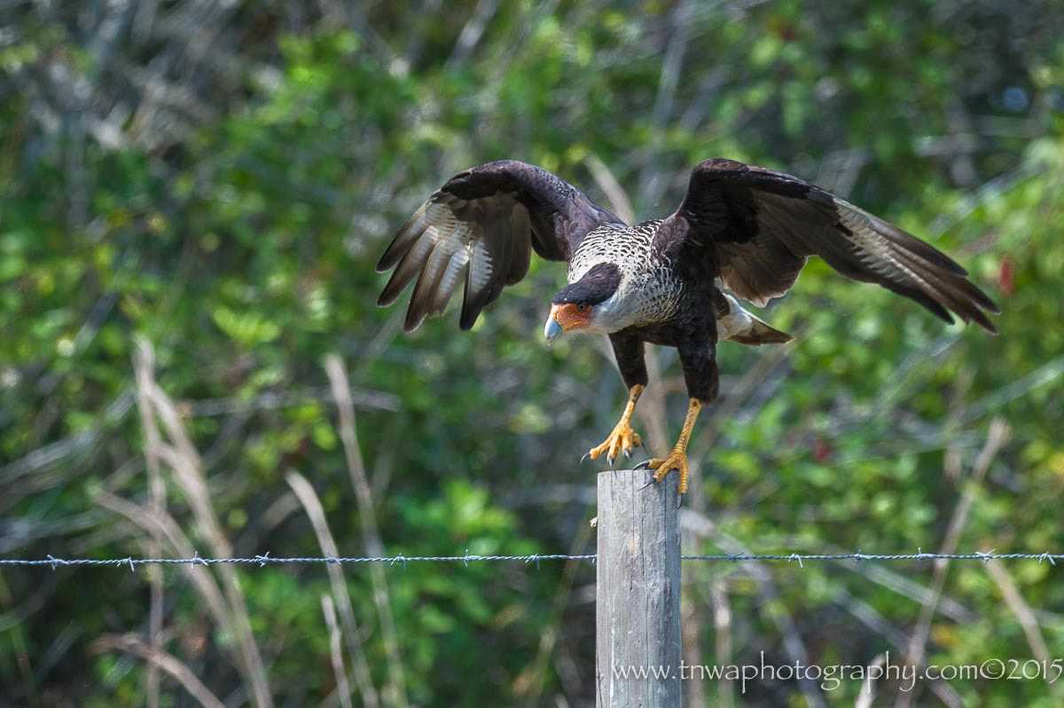 Nikon AF-S Nikkor 300mm F2.8G ED-IF VR sample photo. Timing photography