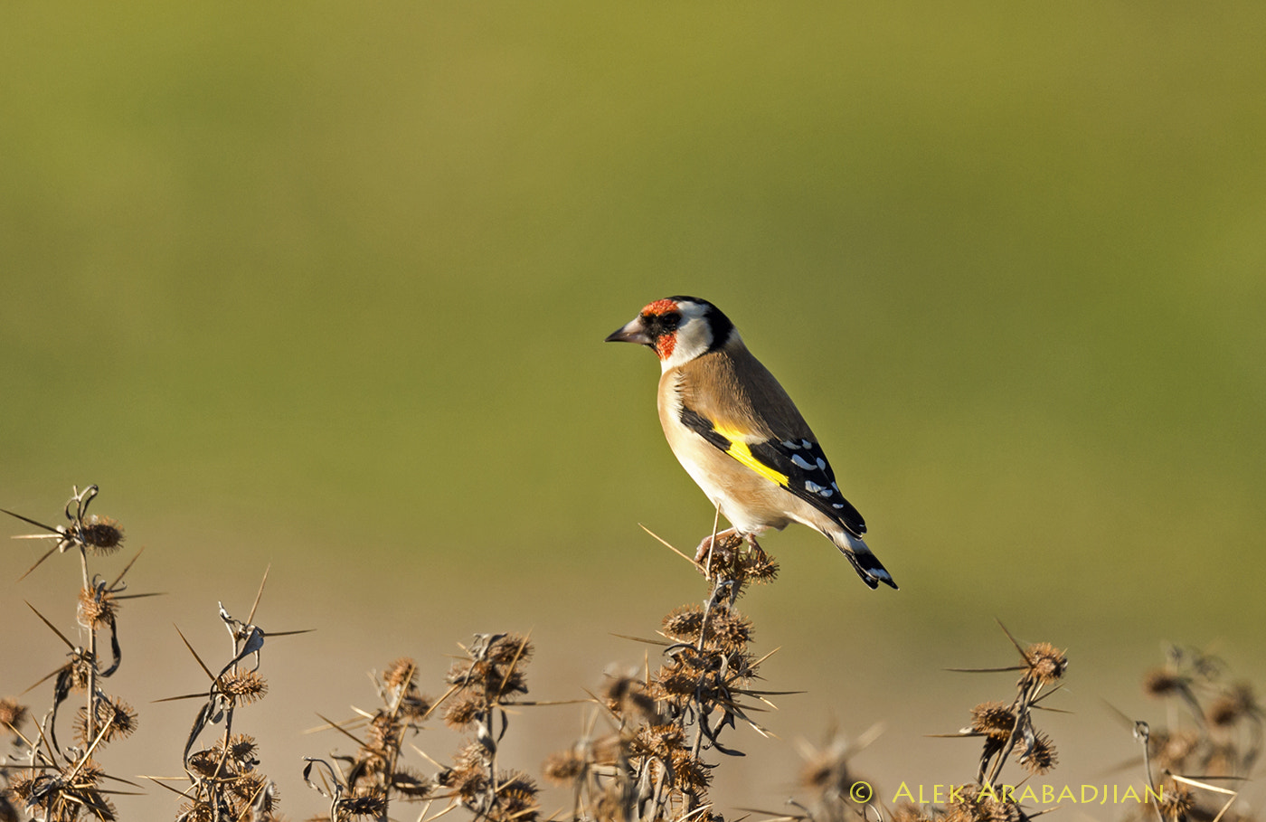 Nikon D4S + Sigma 24-60mm F2.8 EX DG sample photo. European goldfinch photography