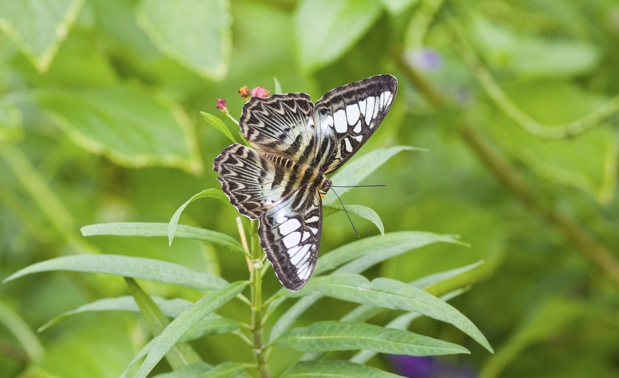 AF Zoom-Nikkor 28-80mm f/3.3-5.6G sample photo. Stopping for a treat photography