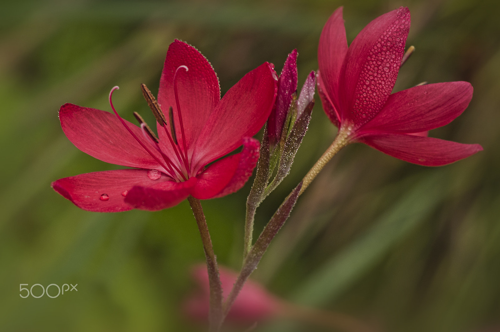Pentax K-r + Tamron SP AF 90mm F2.8 Di Macro sample photo. Autumn photography