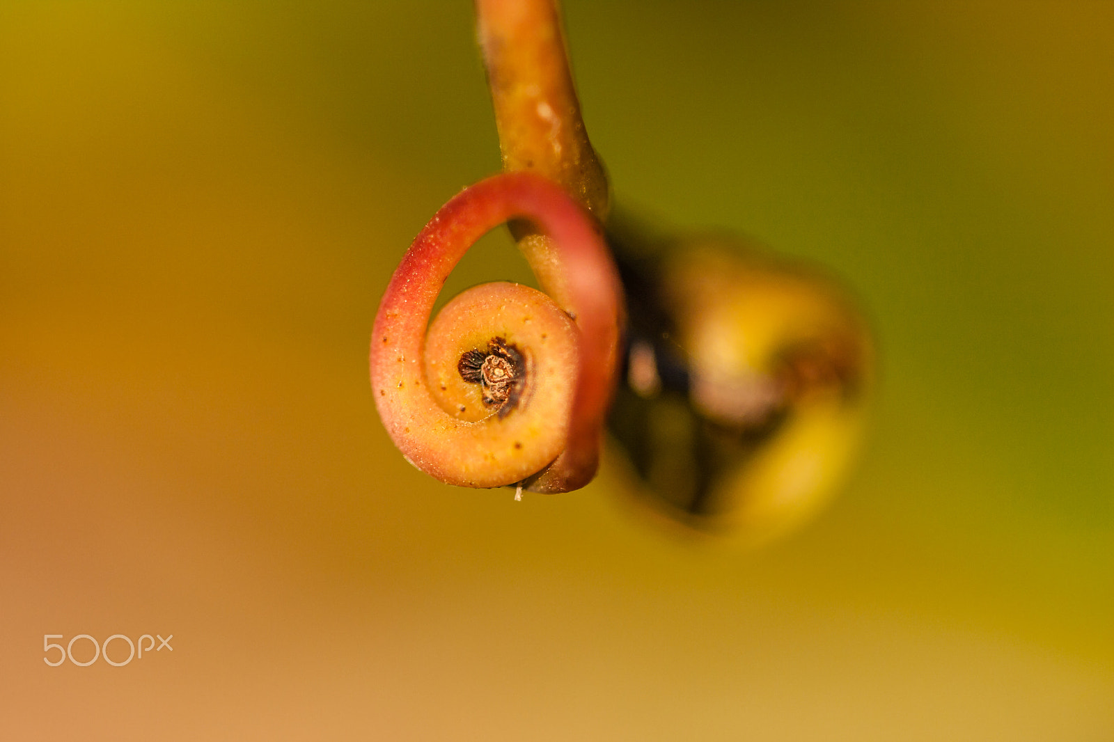 Sigma APO Macro 150mm f/2.8 EX DG HSM sample photo. Early spring photography