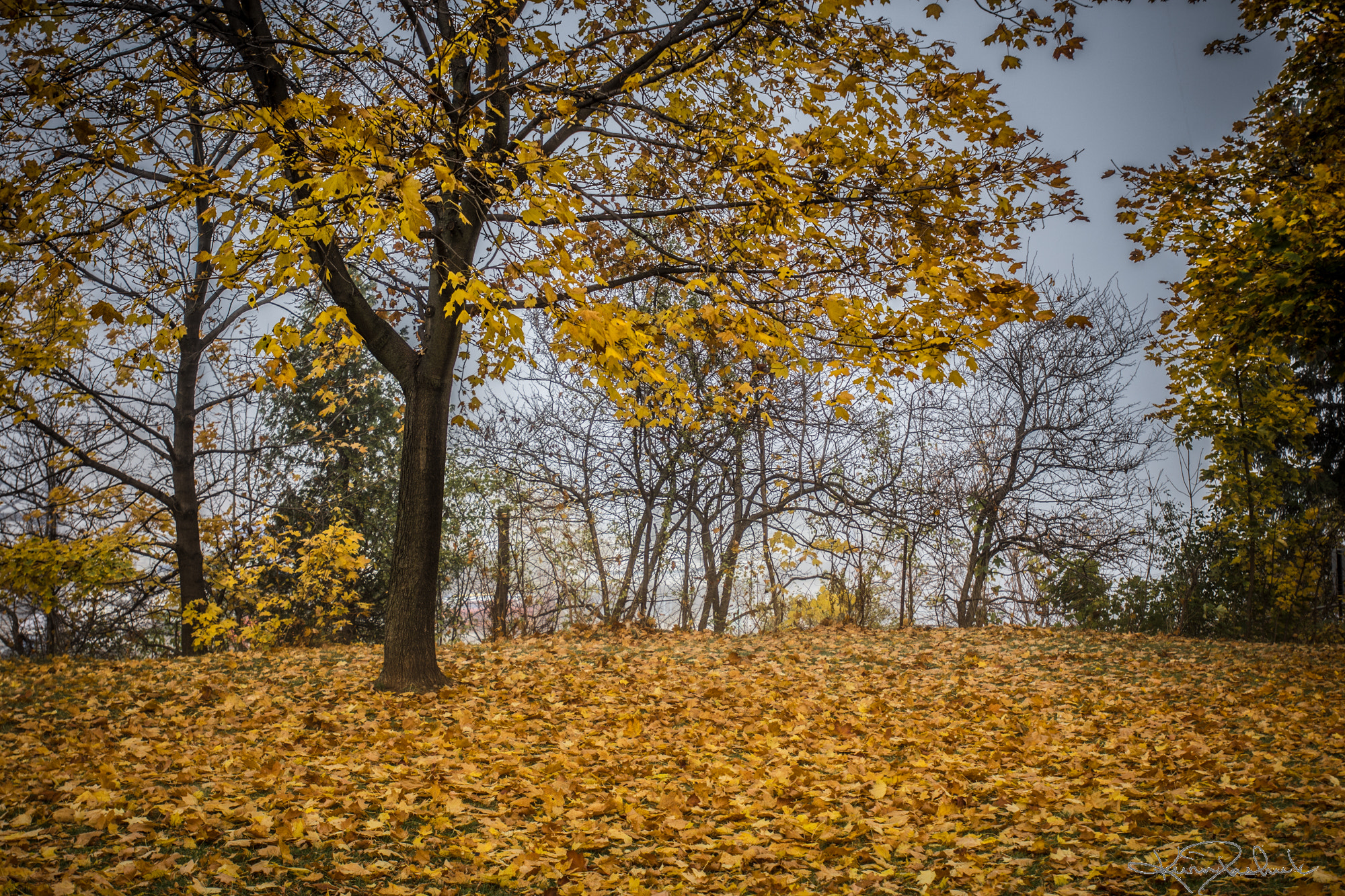 Nikon AF-S Nikkor 17-35mm F2.8D ED-IF sample photo. Transforming from green to gold. photography
