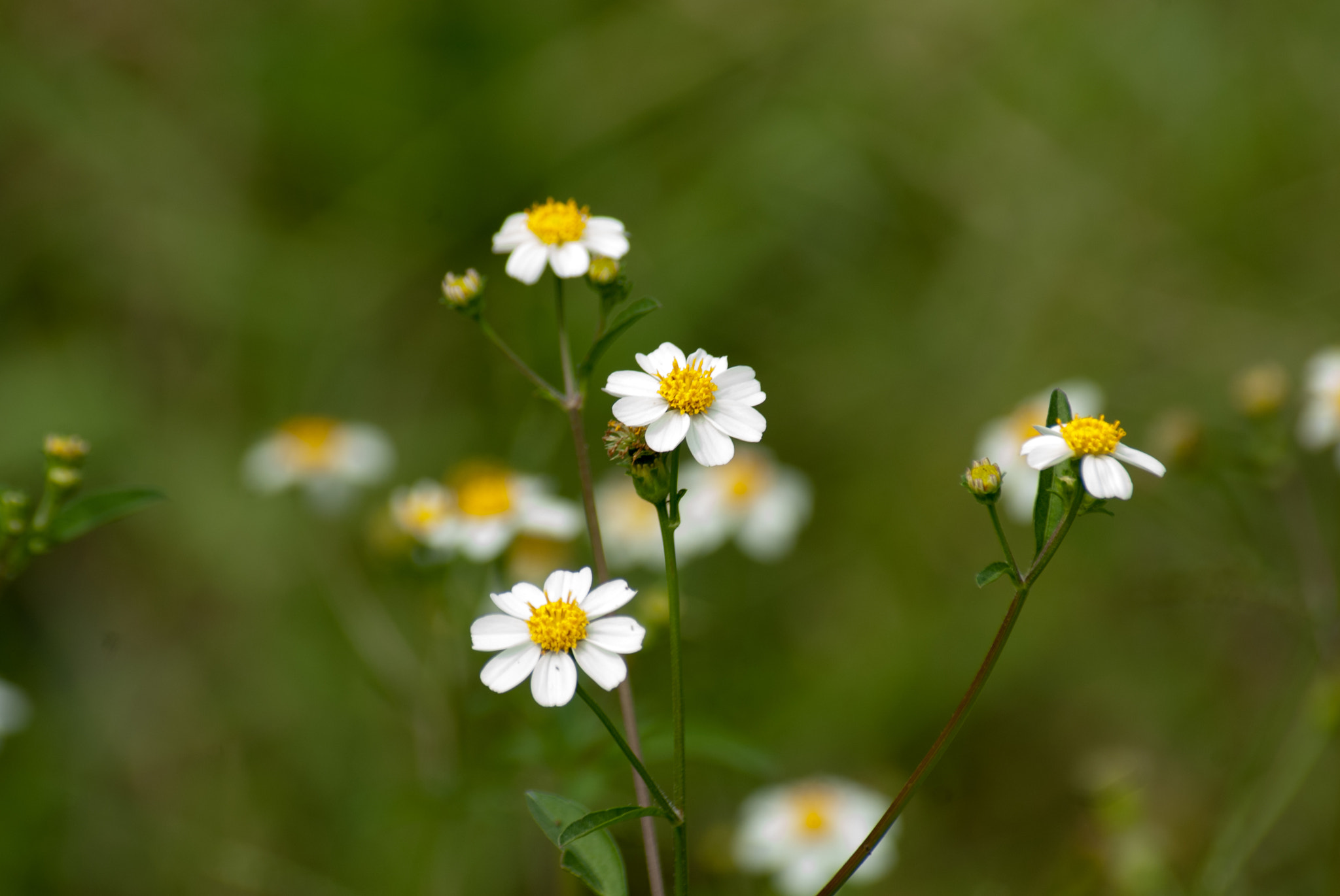 Nikon D200 + Sigma 70-300mm F4-5.6 DG Macro sample photo. Wildflowers photography