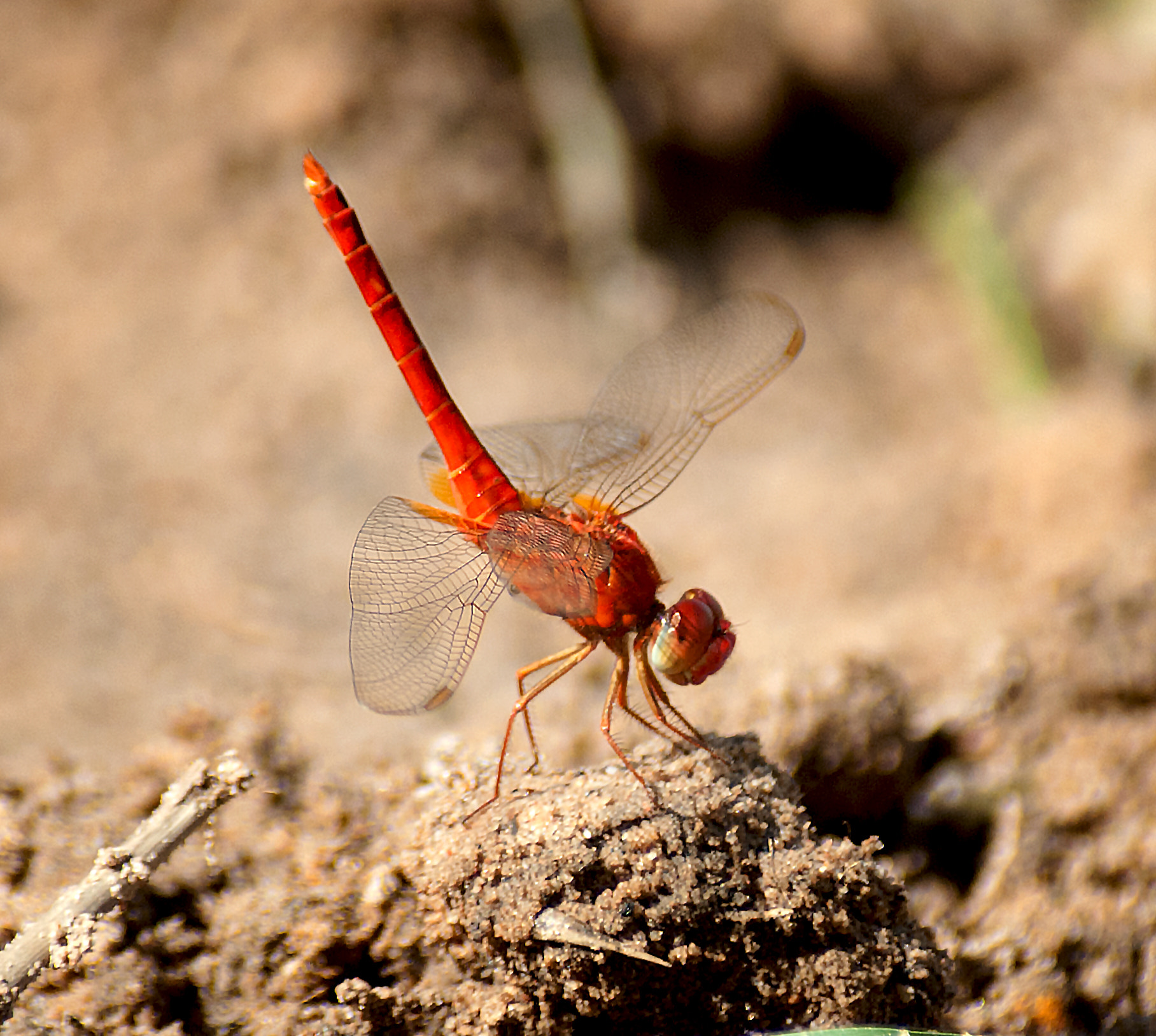 Nikon D200 + Sigma 70-300mm F4-5.6 DG Macro sample photo. Dragonfly red photography