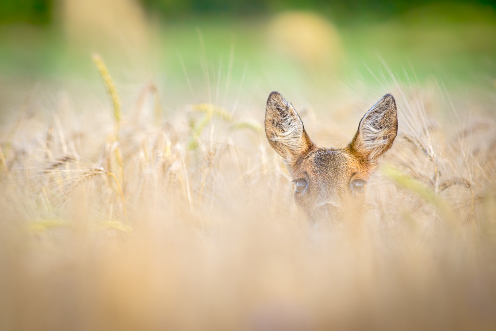 Olympus E-5 + OLYMPUS 300mm Lens sample photo. Chevreuil (capreolus capreolus) roe deer, reh photography