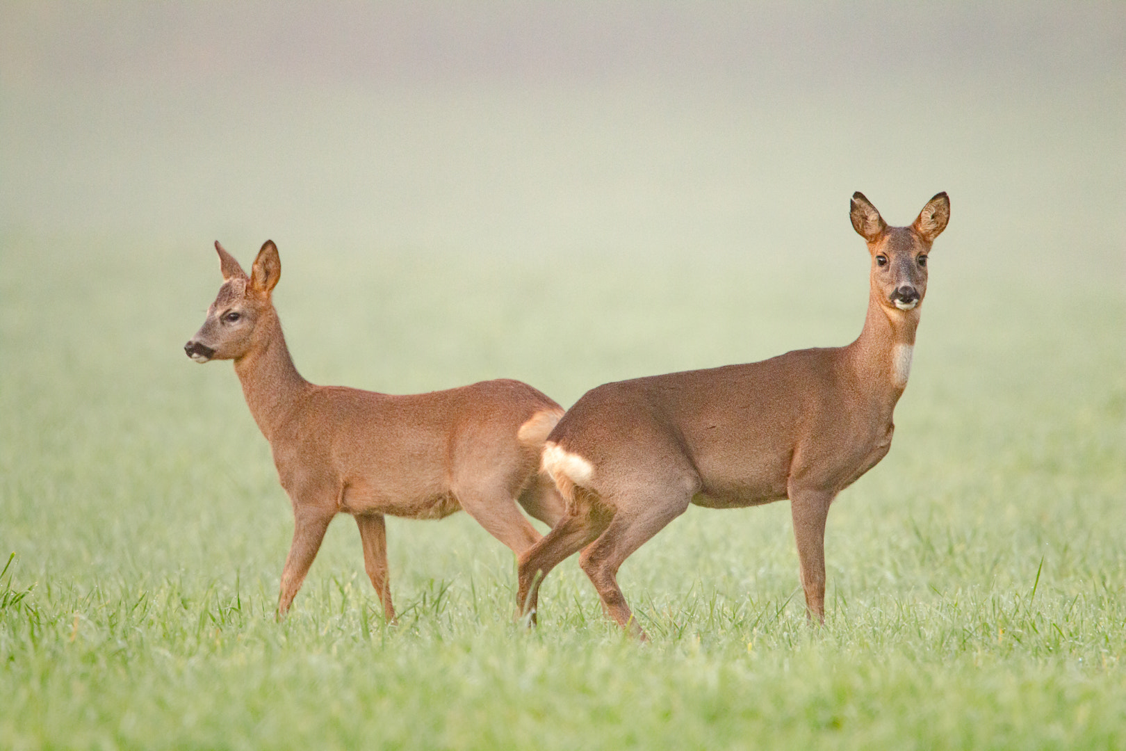 Canon EF 500mm F4L IS USM sample photo. Chevreuil (capreolus capreolus) roe deer, reh photography