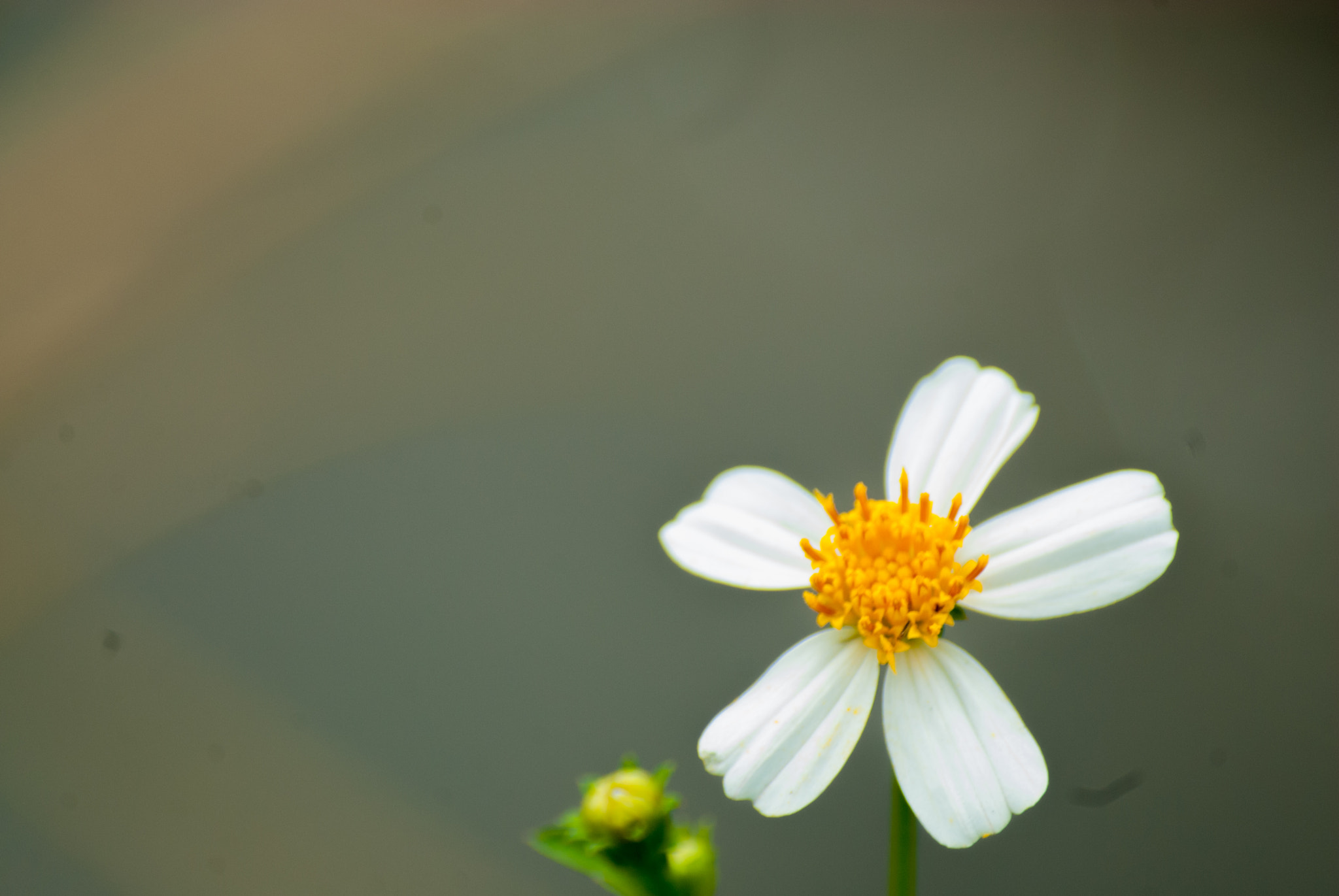 Nikon D200 + Sigma 70-300mm F4-5.6 DG Macro sample photo. Little flower photography