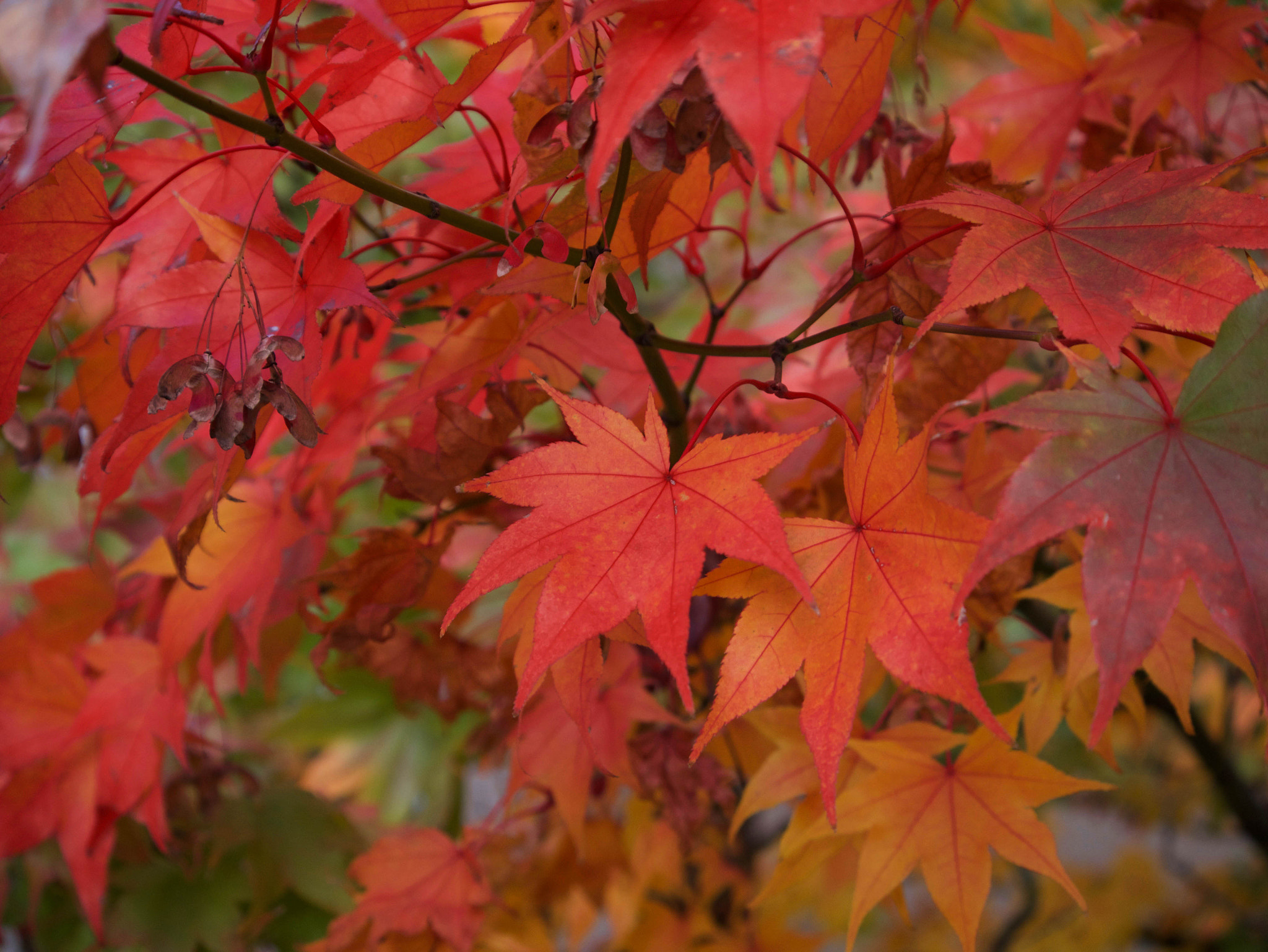 Panasonic Lumix DMC-GX7 sample photo. Vivid color photography