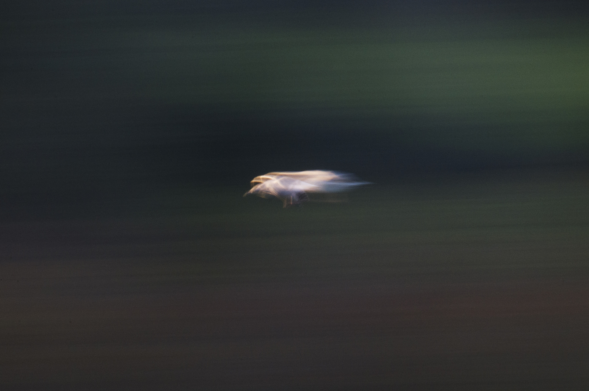 Sigma 150-500mm F5-6.3 DG OS HSM sample photo. Fast seagull photography