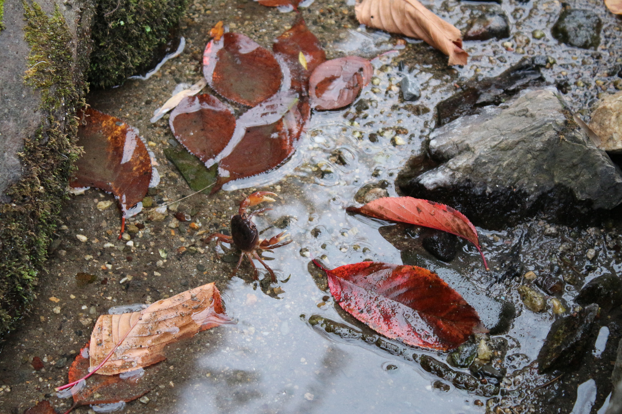 Canon EOS M2 sample photo. A small river crab photography