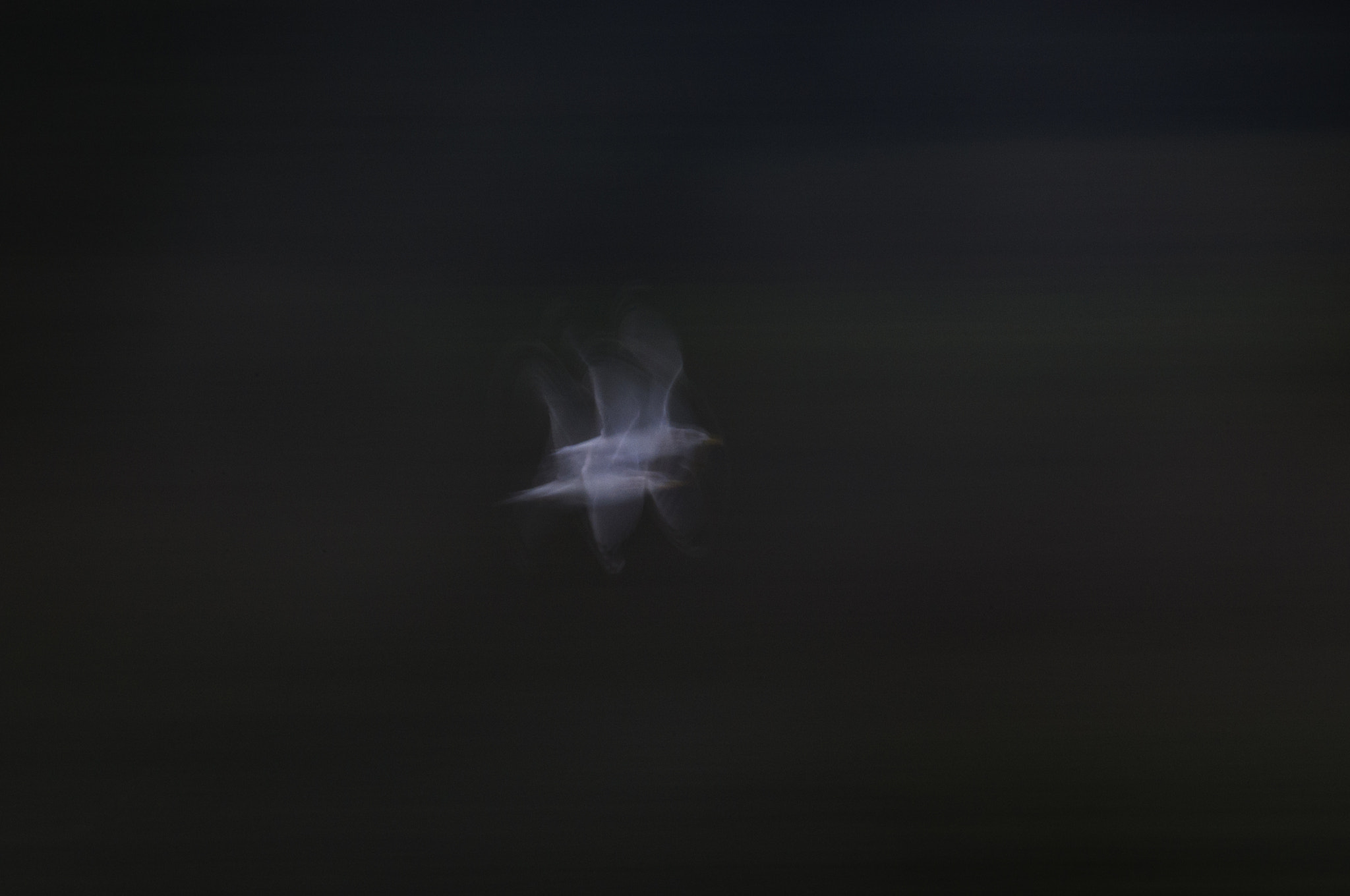 Sigma 150-500mm F5-6.3 DG OS HSM sample photo. Long exposure seagull photography
