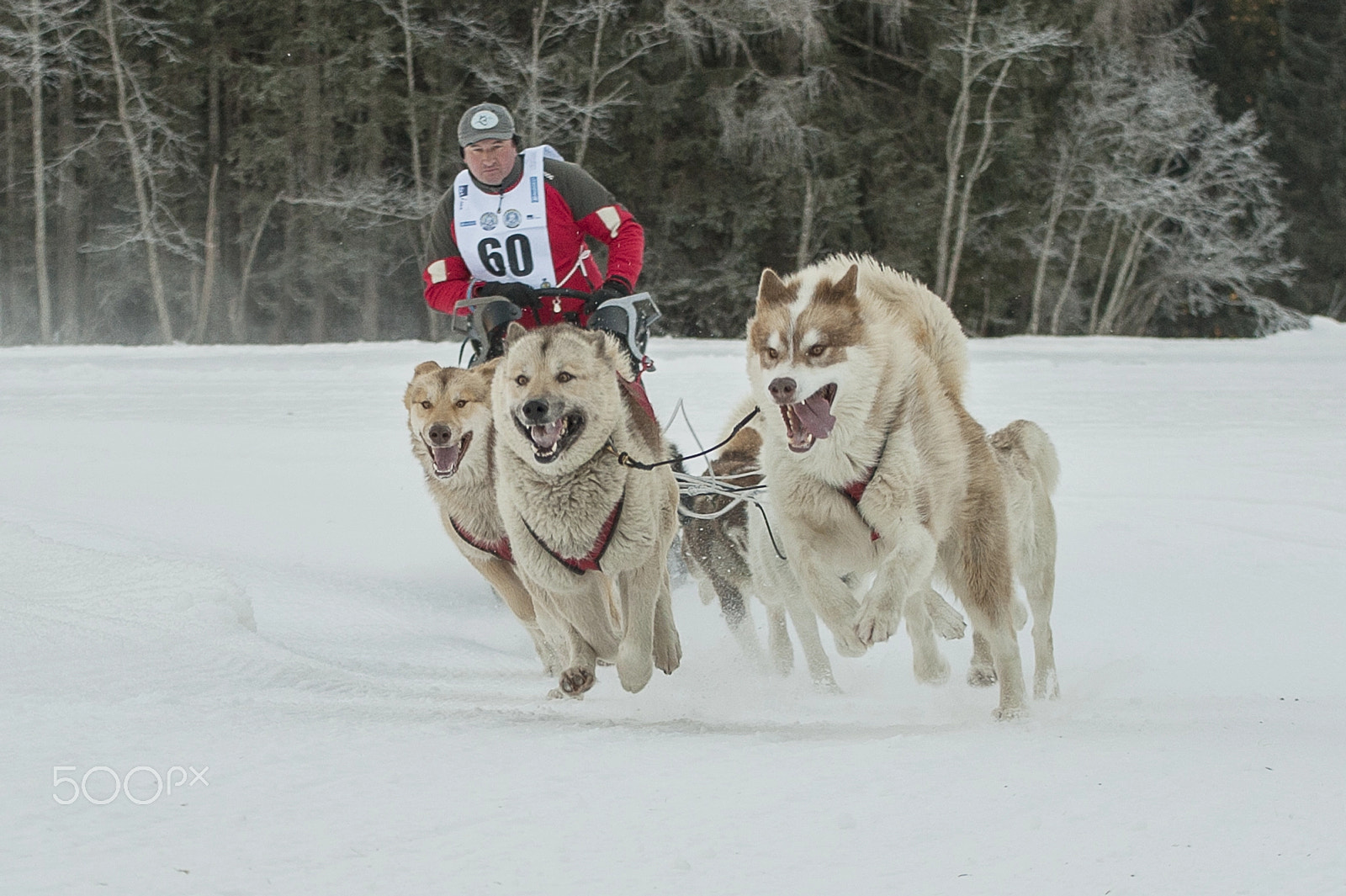Nikon D3 sample photo. Sleddog race photography