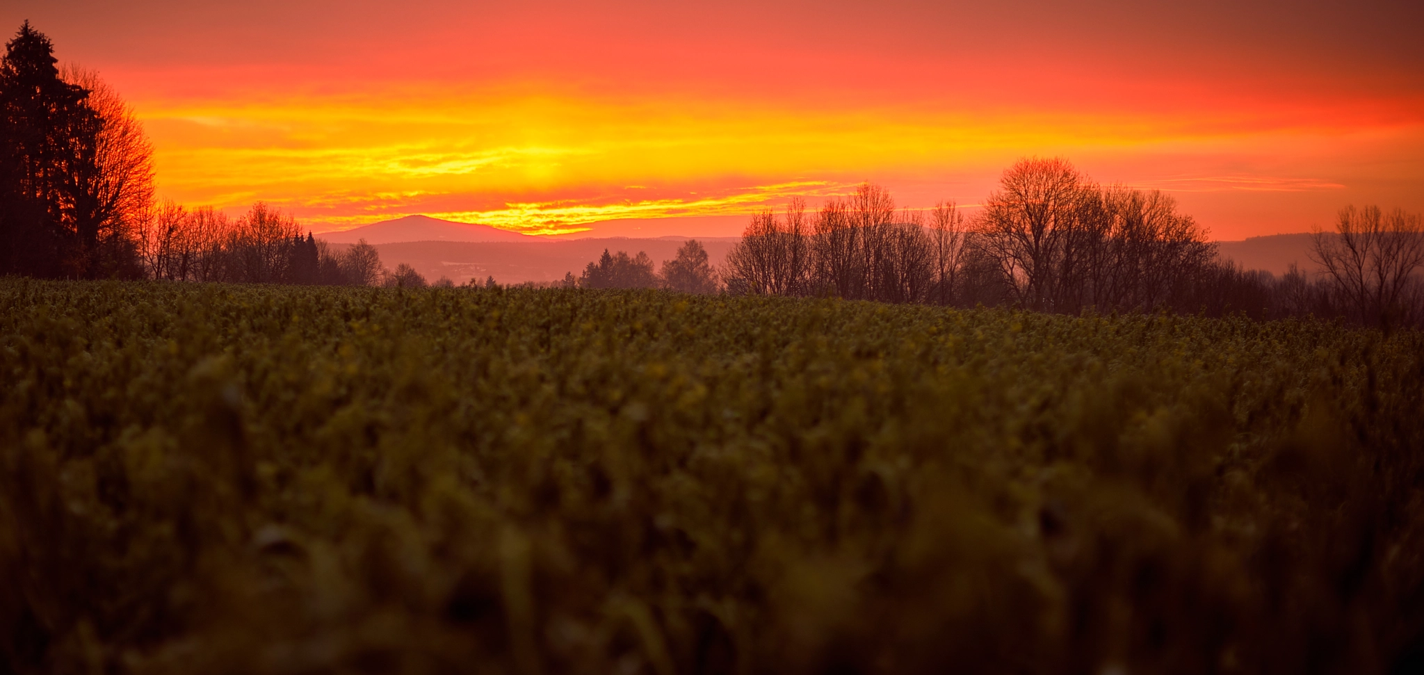 Sony a7R II + 50mm F1.2 G SSM sample photo. Morning sun photography