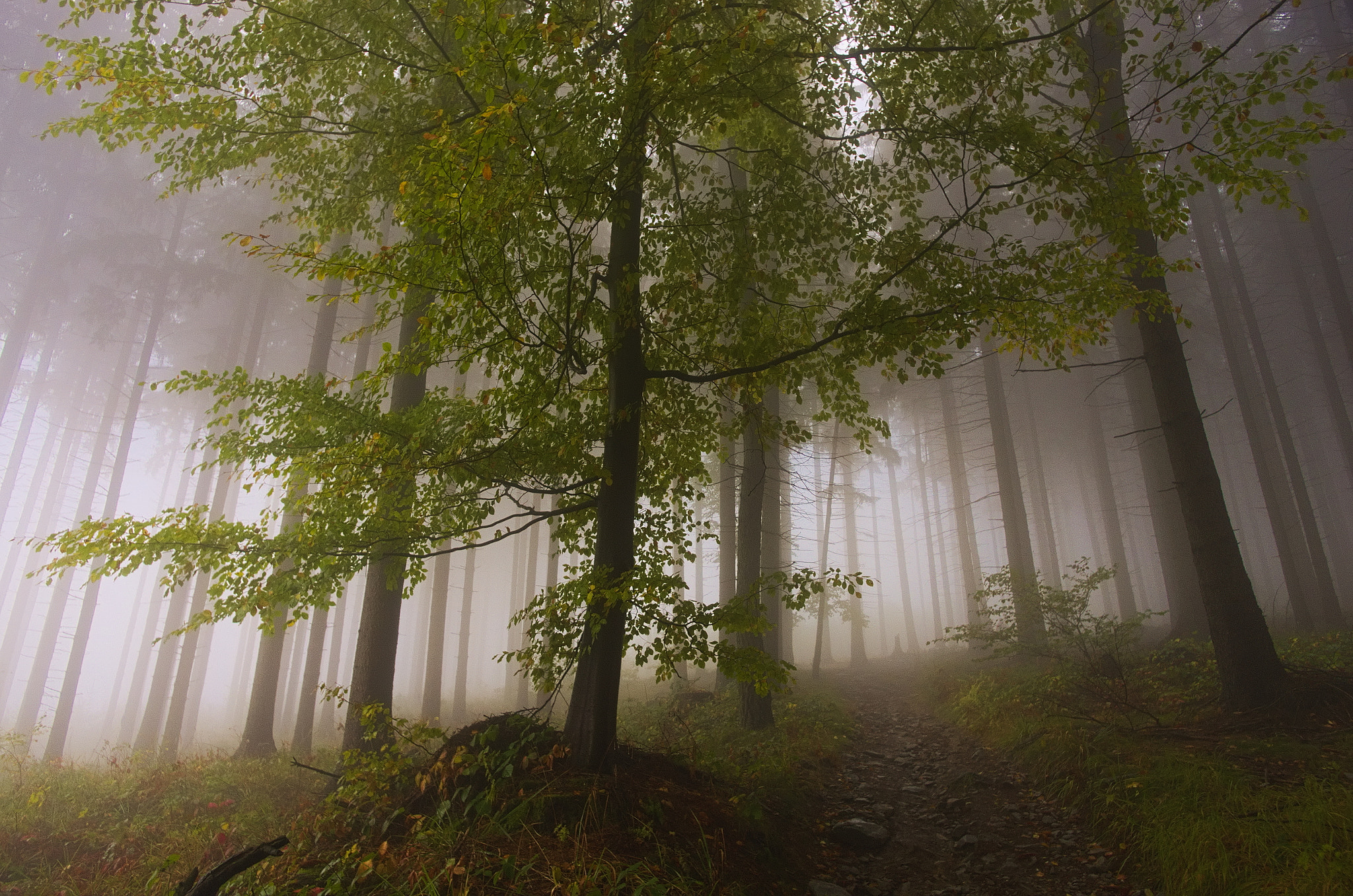 Pentax smc DA 15mm F4 ED AL Limited sample photo. Ascend in the fog photography