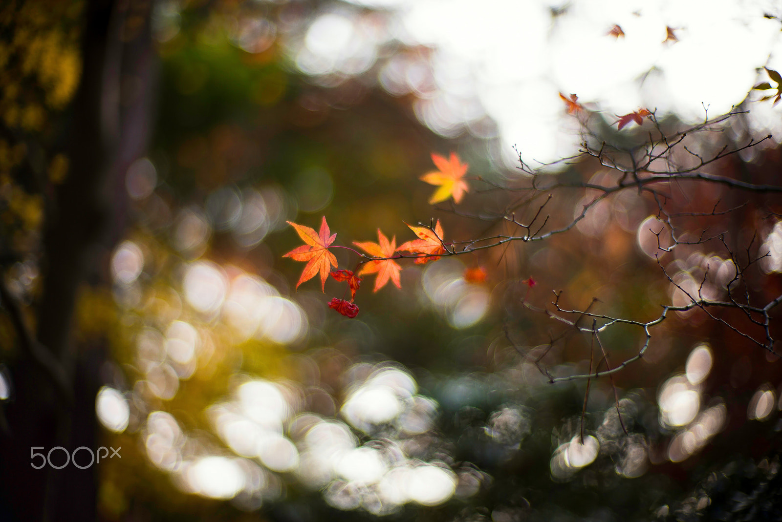 Noctilux-M 1:1/50 sample photo. Falling from the sky photography
