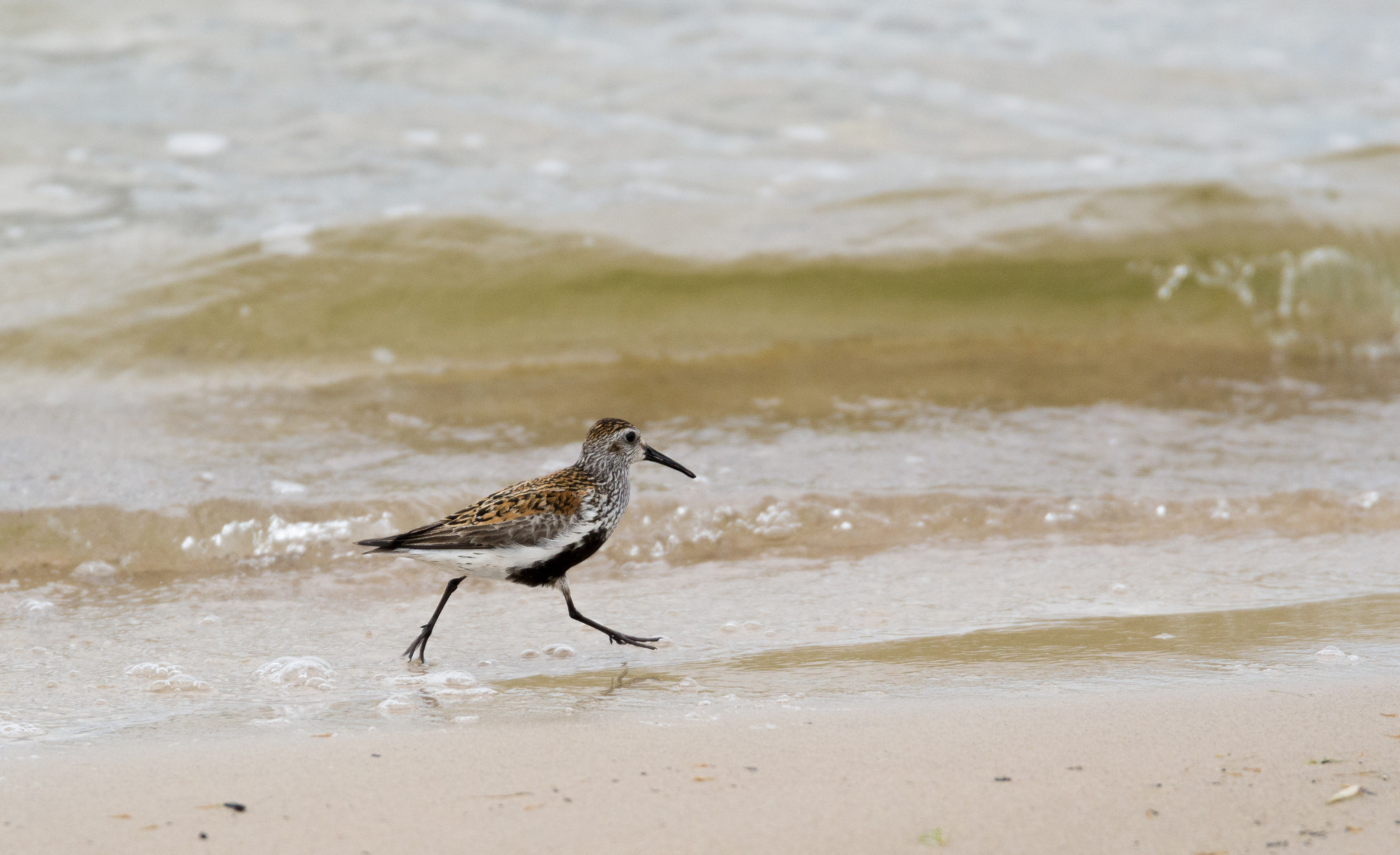 Nikon D3100 + Sigma 24-105mm F4 DG OS HSM Art sample photo. Running bird photography