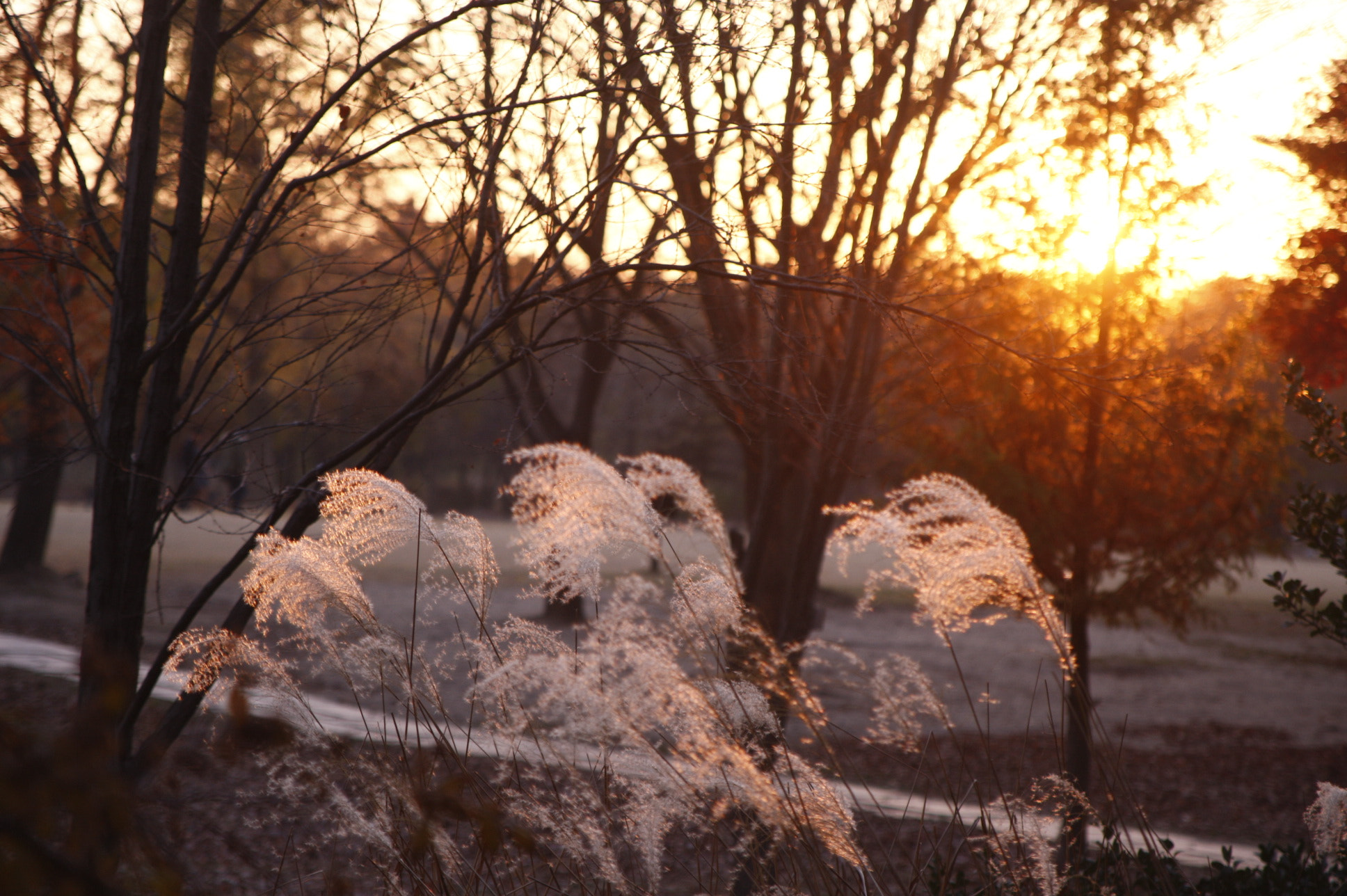 Canon EOS-1D Mark III sample photo. Reeds photography