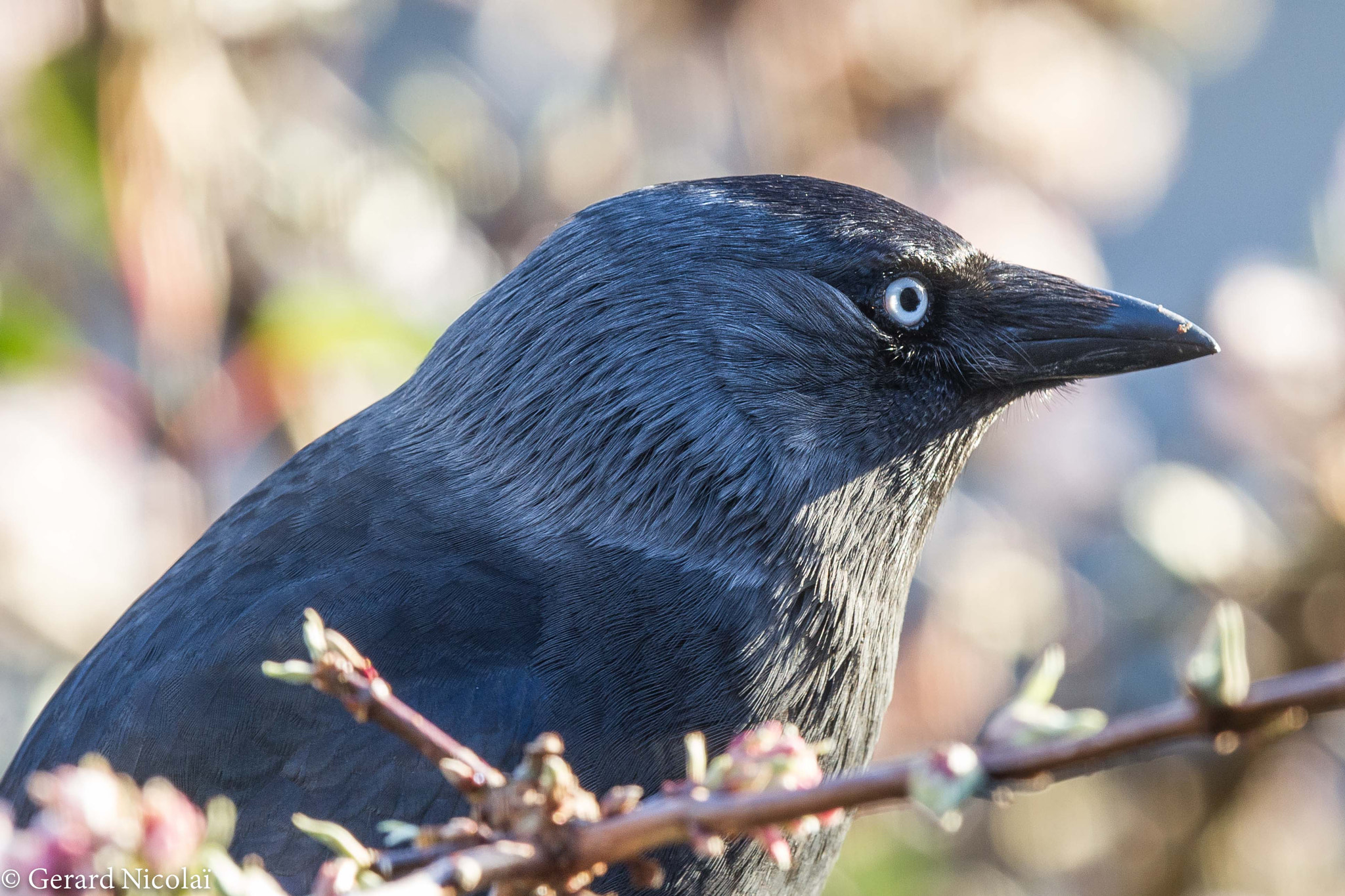 Canon EF 300mm F2.8L IS USM sample photo. Portrait of a western jackdaw photography