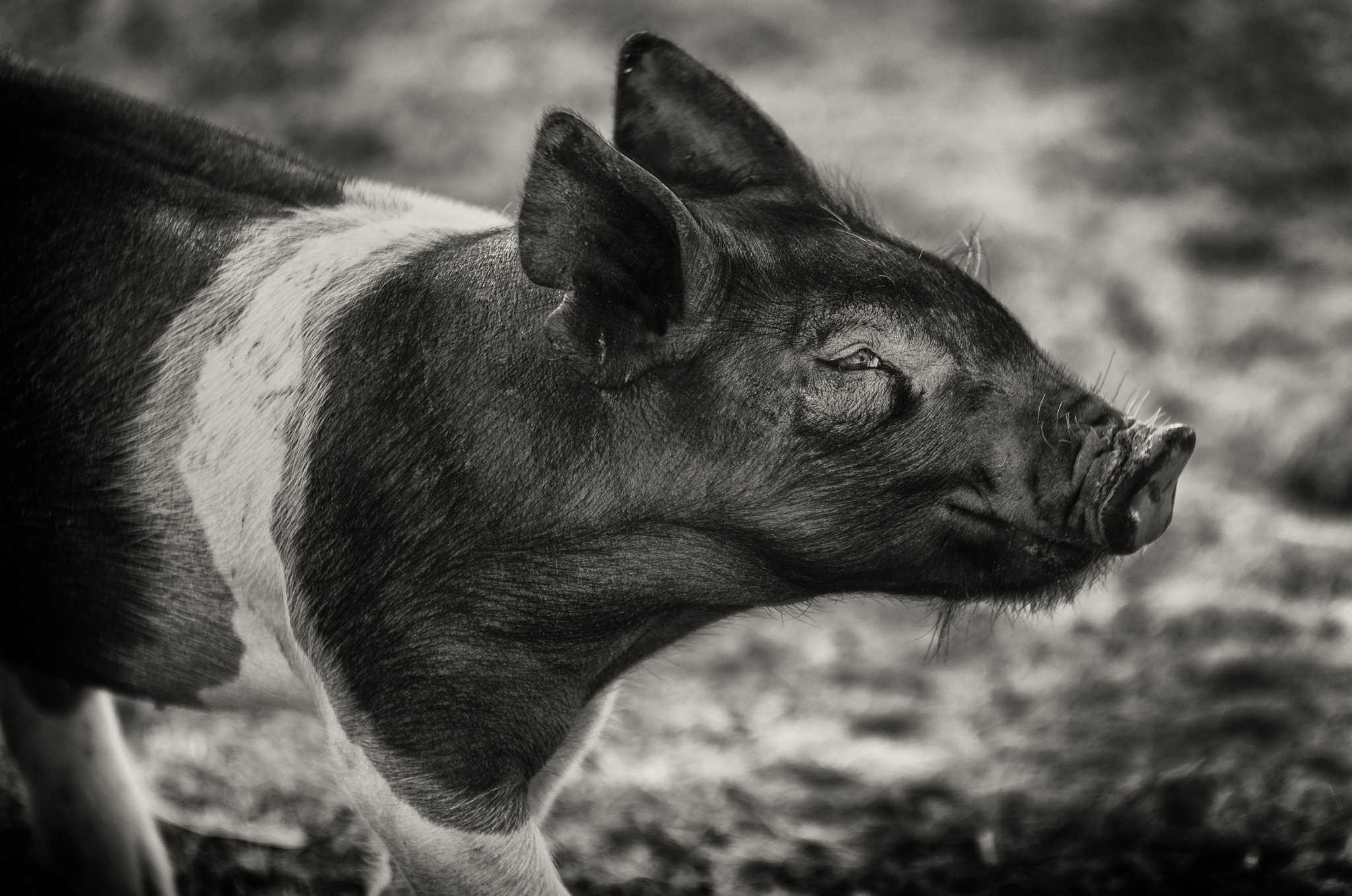 Sigma 70-200mm F2.8 EX DG OS HSM sample photo. Get your pig on photography