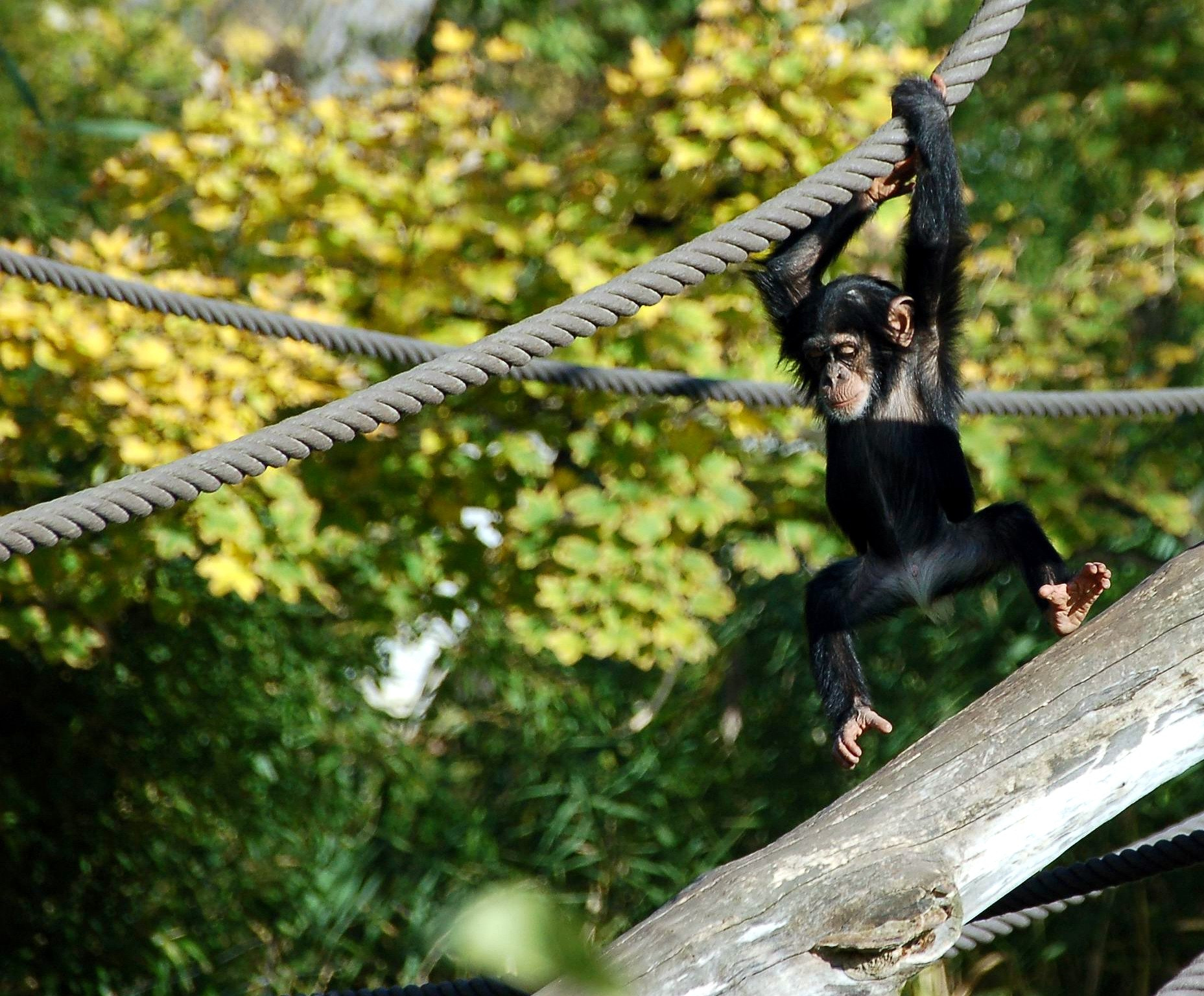 Nikon D50 + Sigma 70-300mm F4-5.6 DG Macro sample photo. Little ape photography