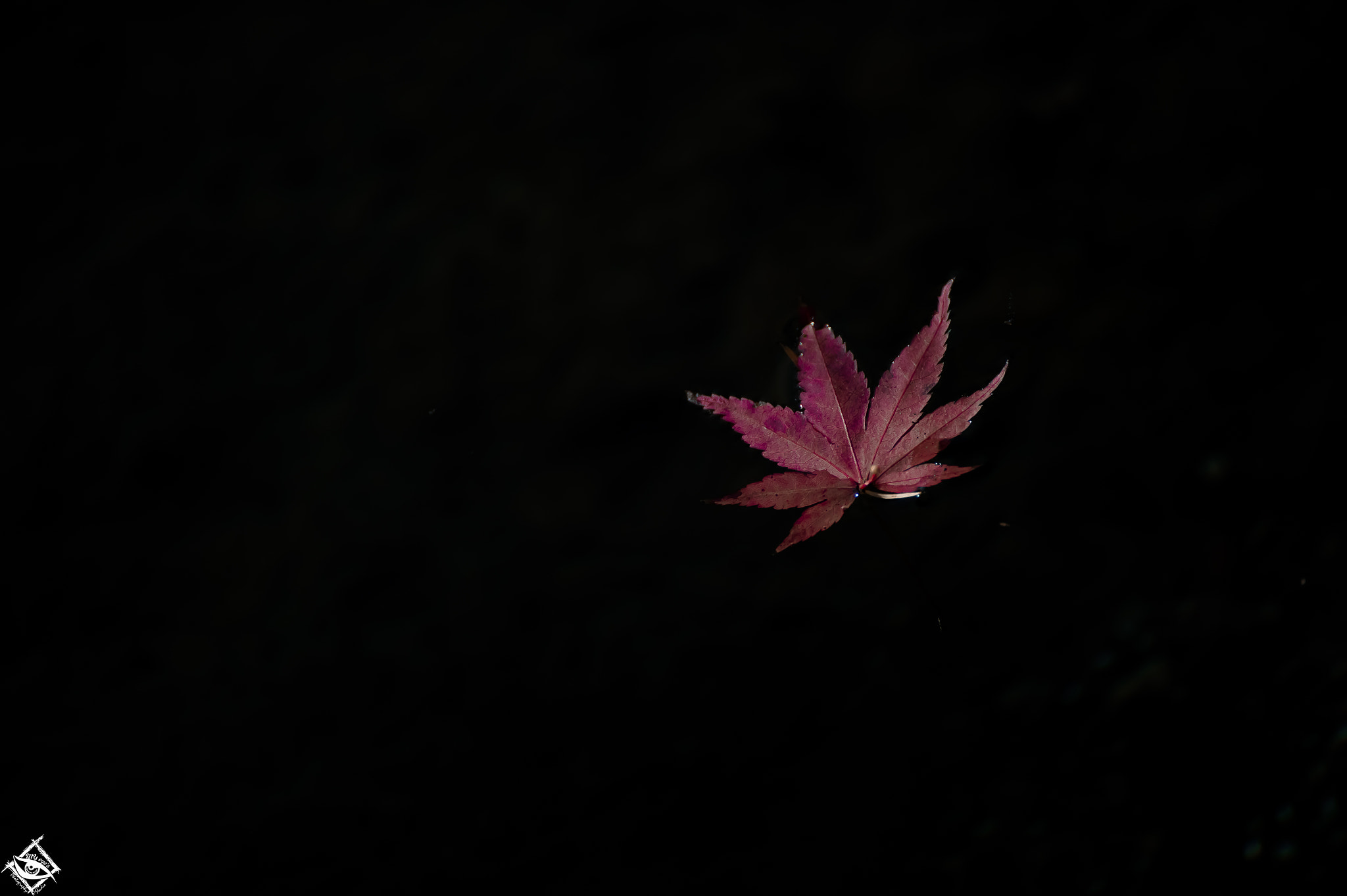 Nikon D4S sample photo. Maple photography