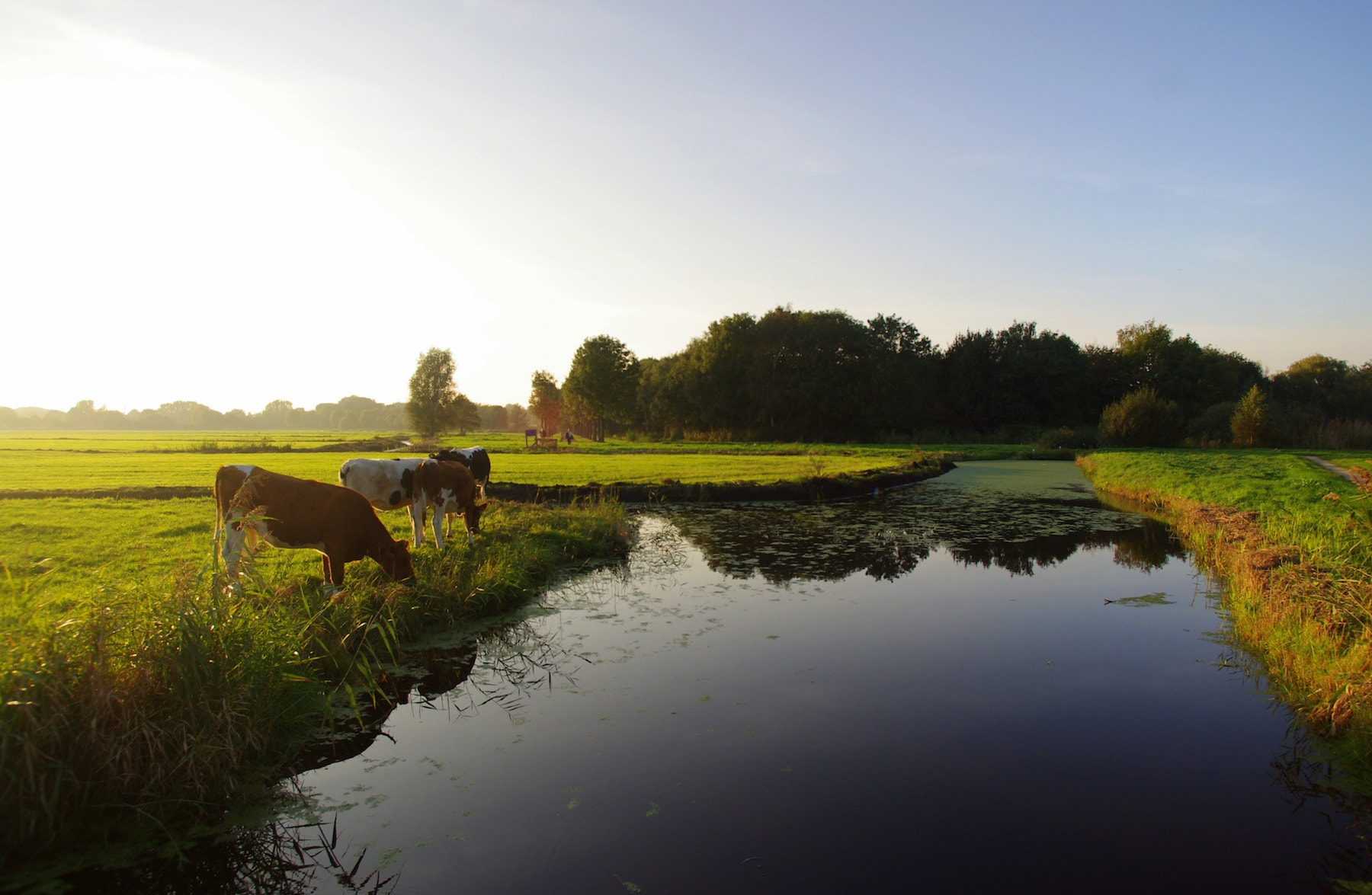 Pentax smc DA 14mm F2.8 ED (IF) sample photo. Amsterdam meadows :) photography