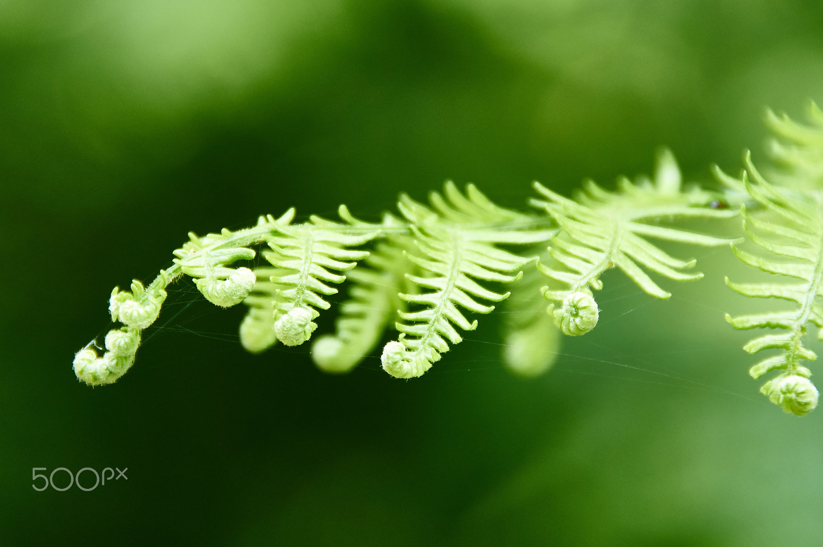 Sony DT 18-250mm F3.5-6.3 sample photo. The fern photography