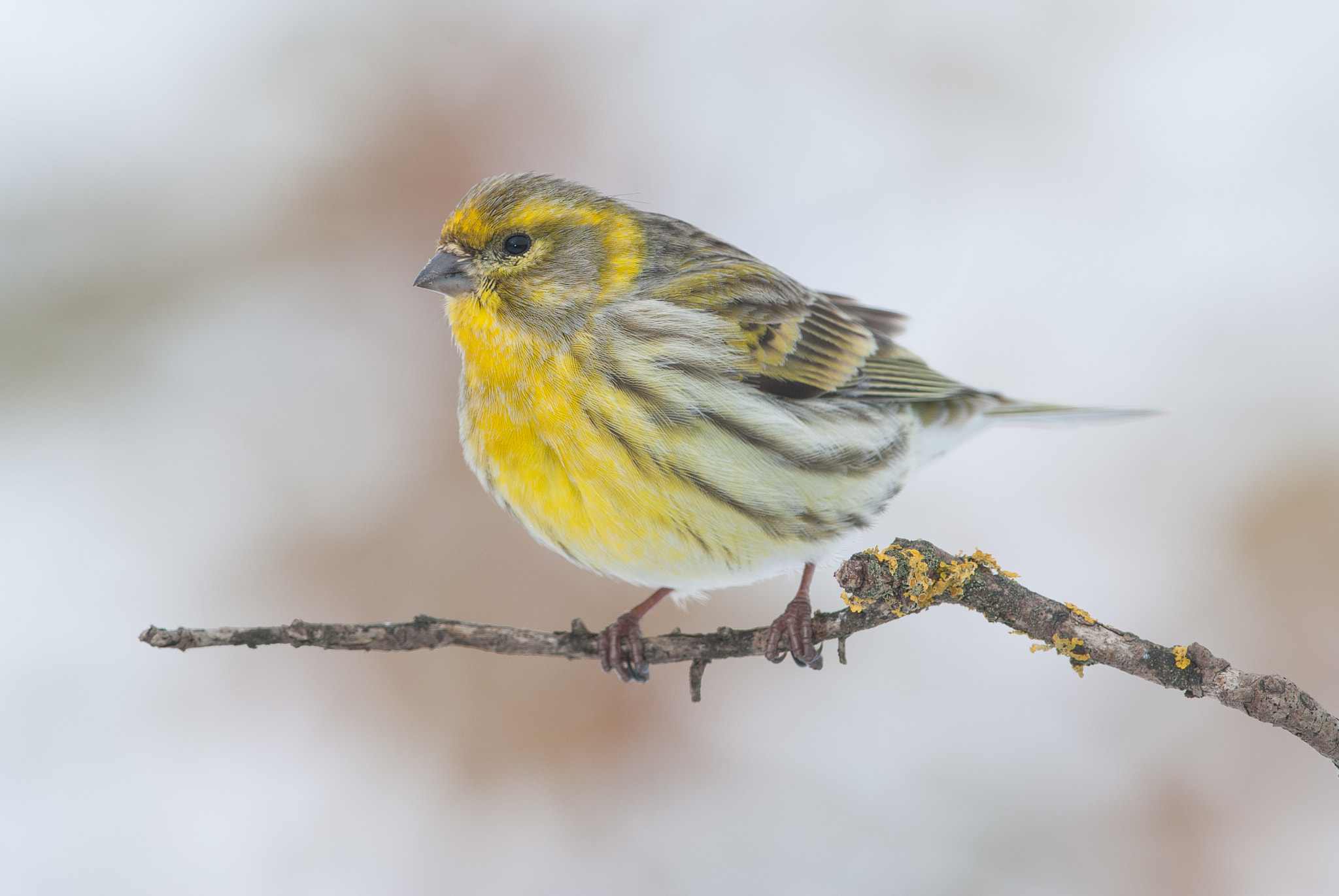 Nikon D80 + Nikon AF-S Nikkor 300mm F4D ED-IF sample photo. Snowy serin photography