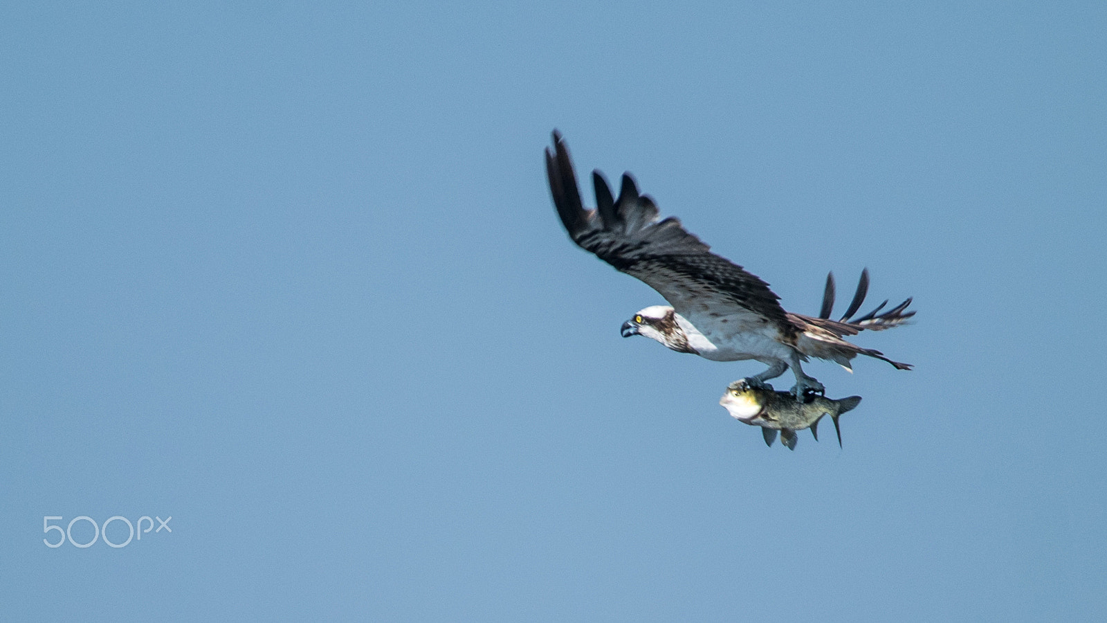 Sigma 150-500mm F5-6.3 DG OS HSM sample photo. Osprey with prey photography