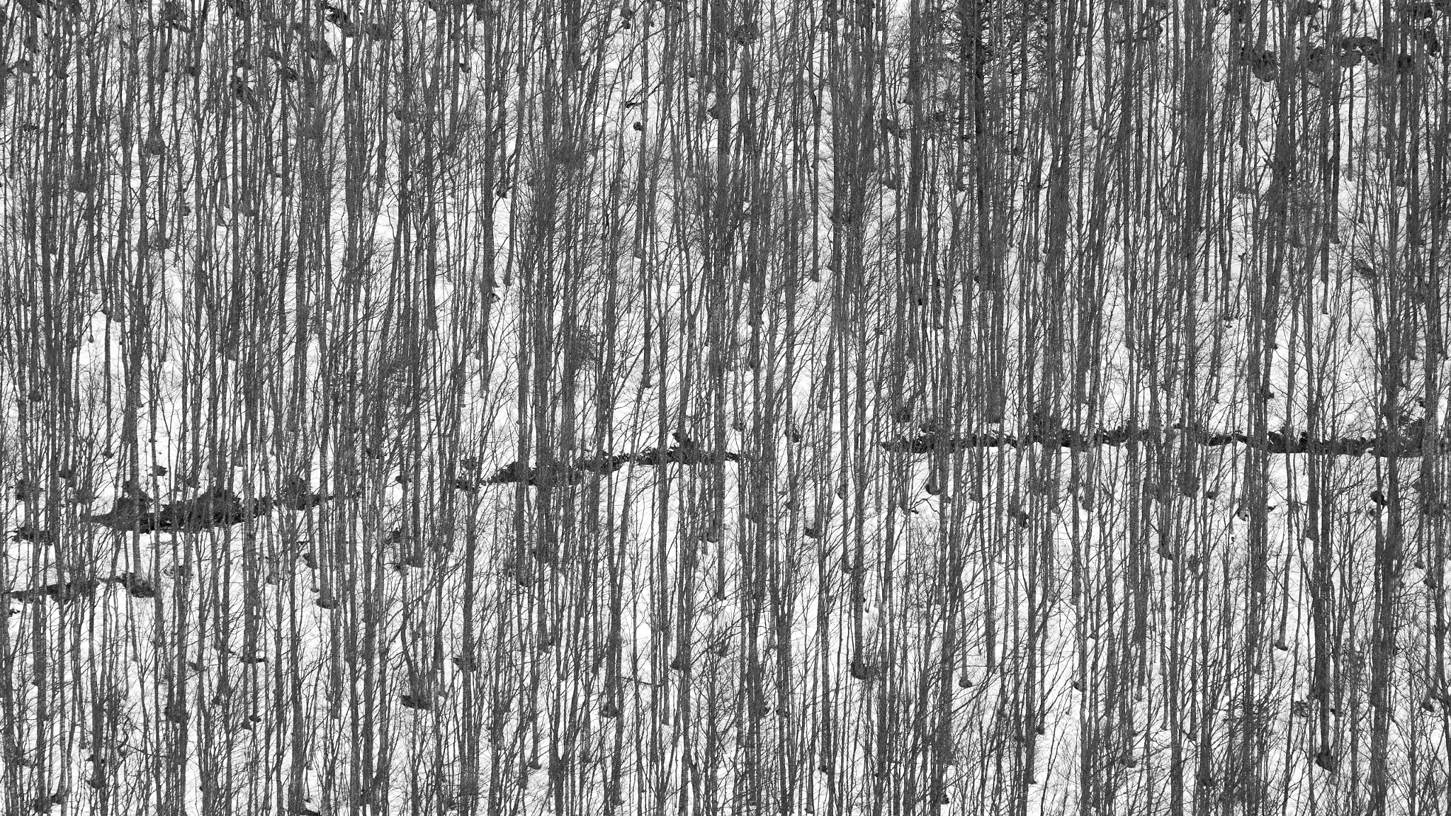 Canon EF 100-400mm F4.5-5.6L IS USM sample photo. Stripes i photography