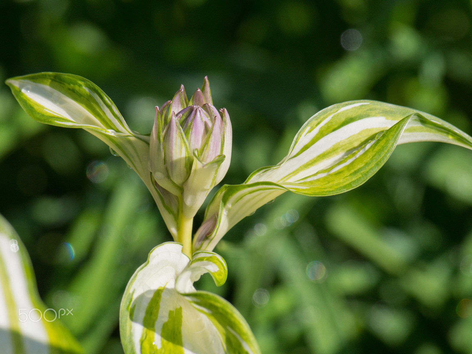 Olympus PEN E-PL5 sample photo. Varigated hosta plant photography