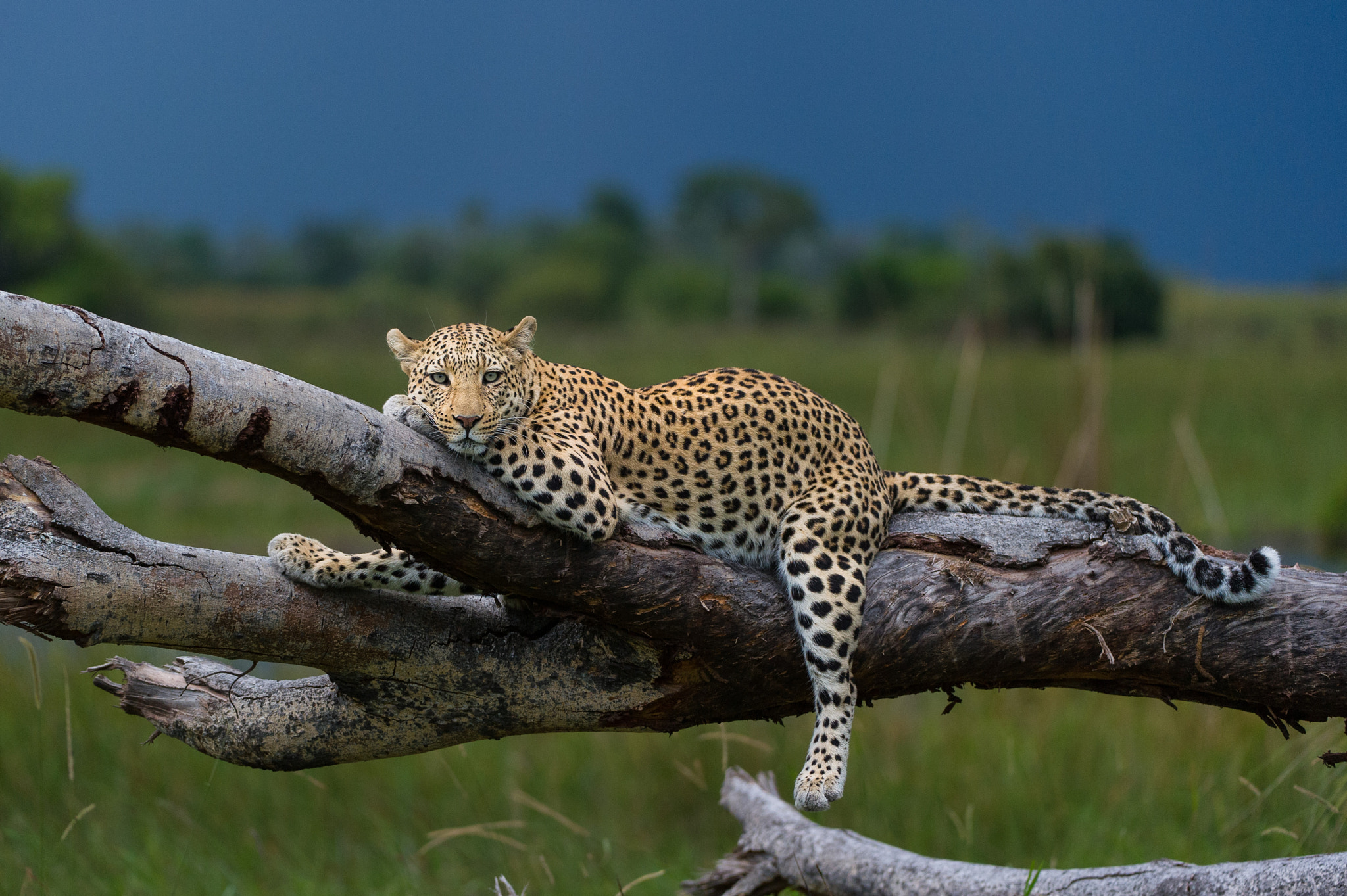 Nikon D3S sample photo. Lazing leopard photography