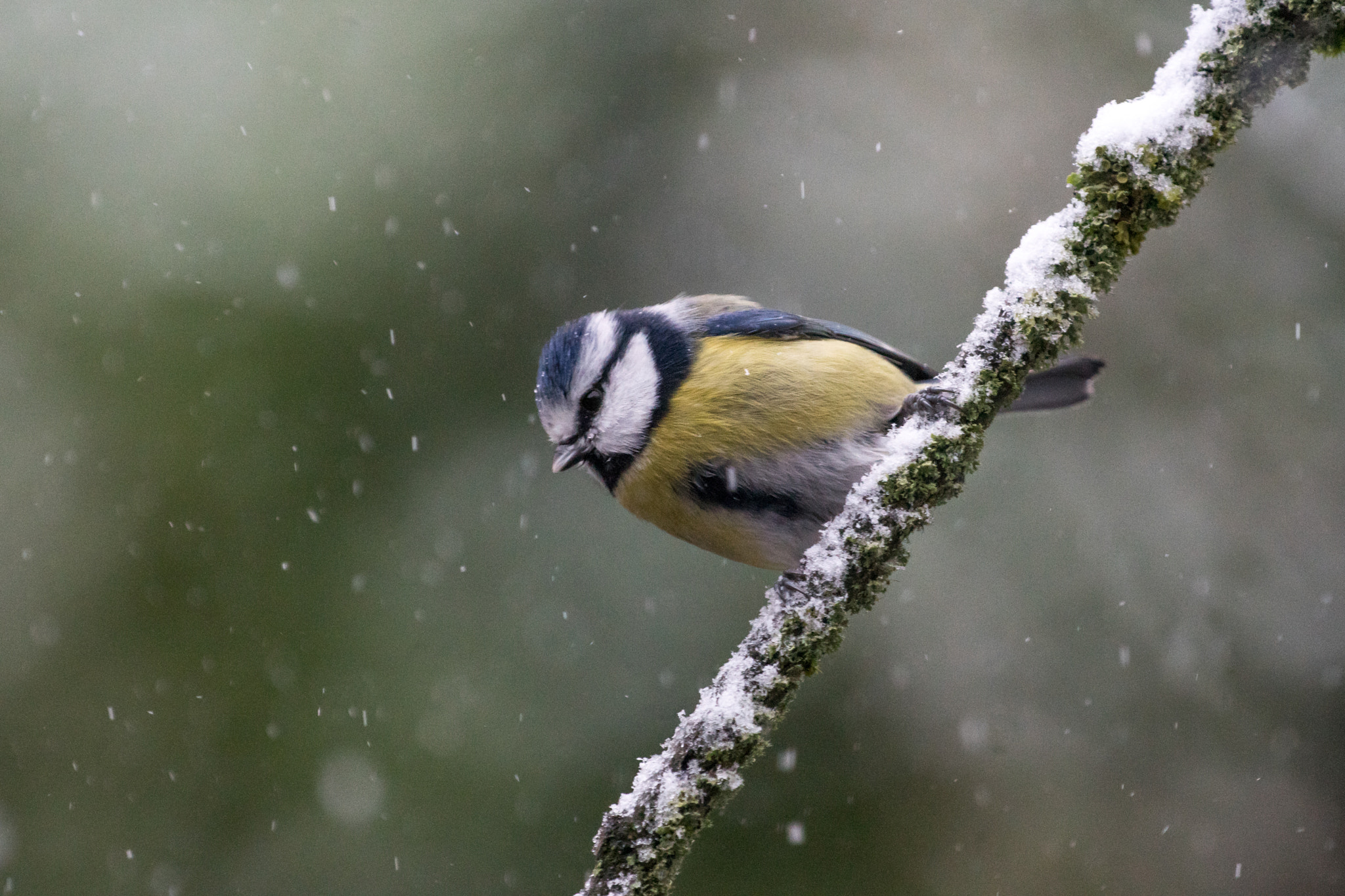 Sony ILCA-77M2 + Sigma AF 500mm F4.5 EX DG APO sample photo. First snow - bluetit / blaumeise photography