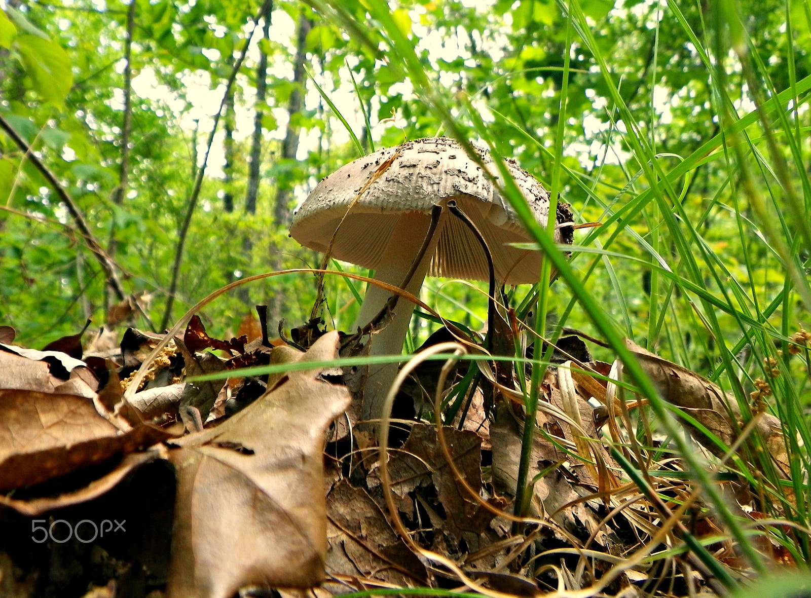 Pentax Optio W90 sample photo. Shroom photography
