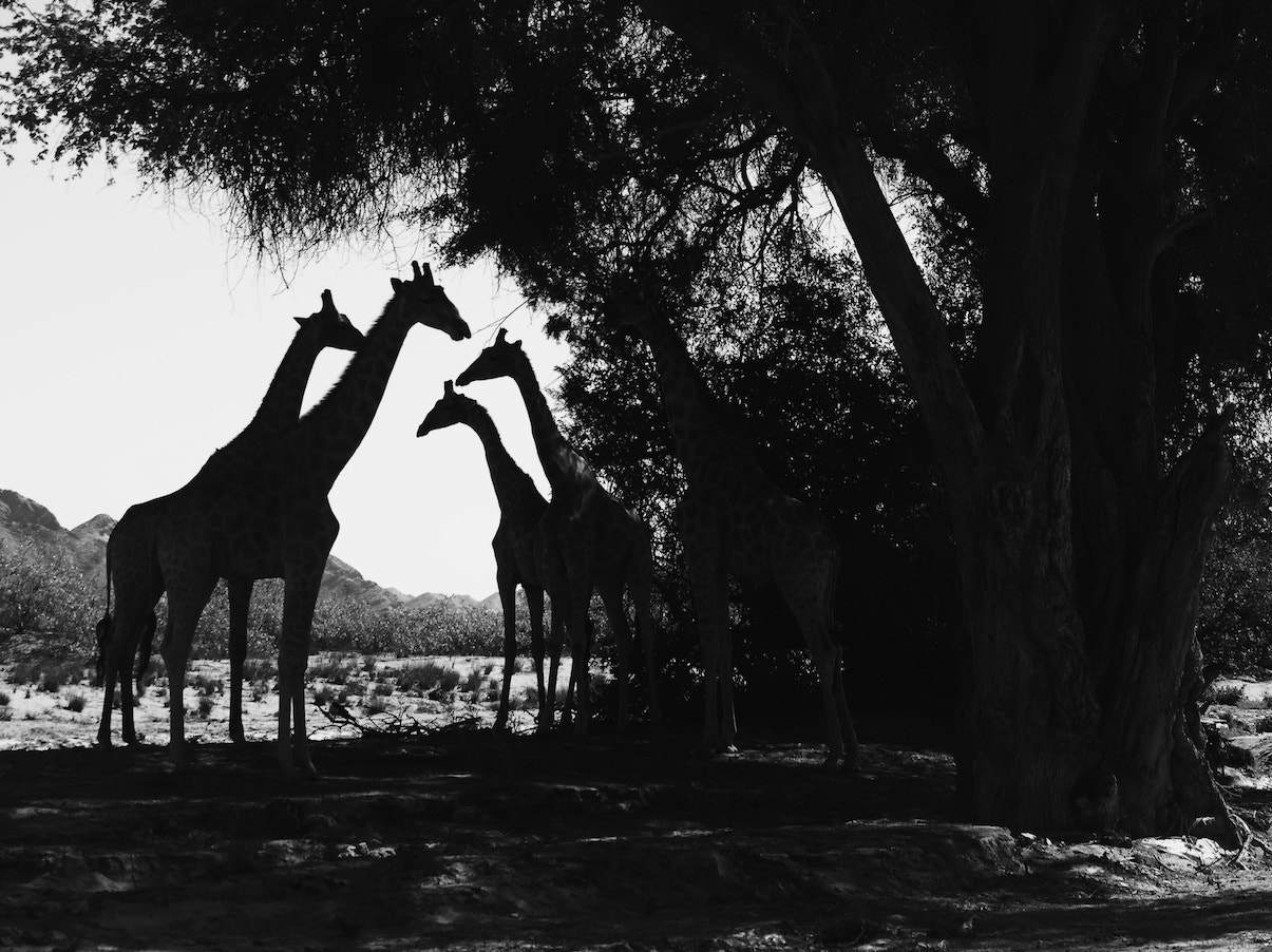 Panasonic Lumix G X Vario 35-100mm F2.8 OIS sample photo. Namibia 8 photography