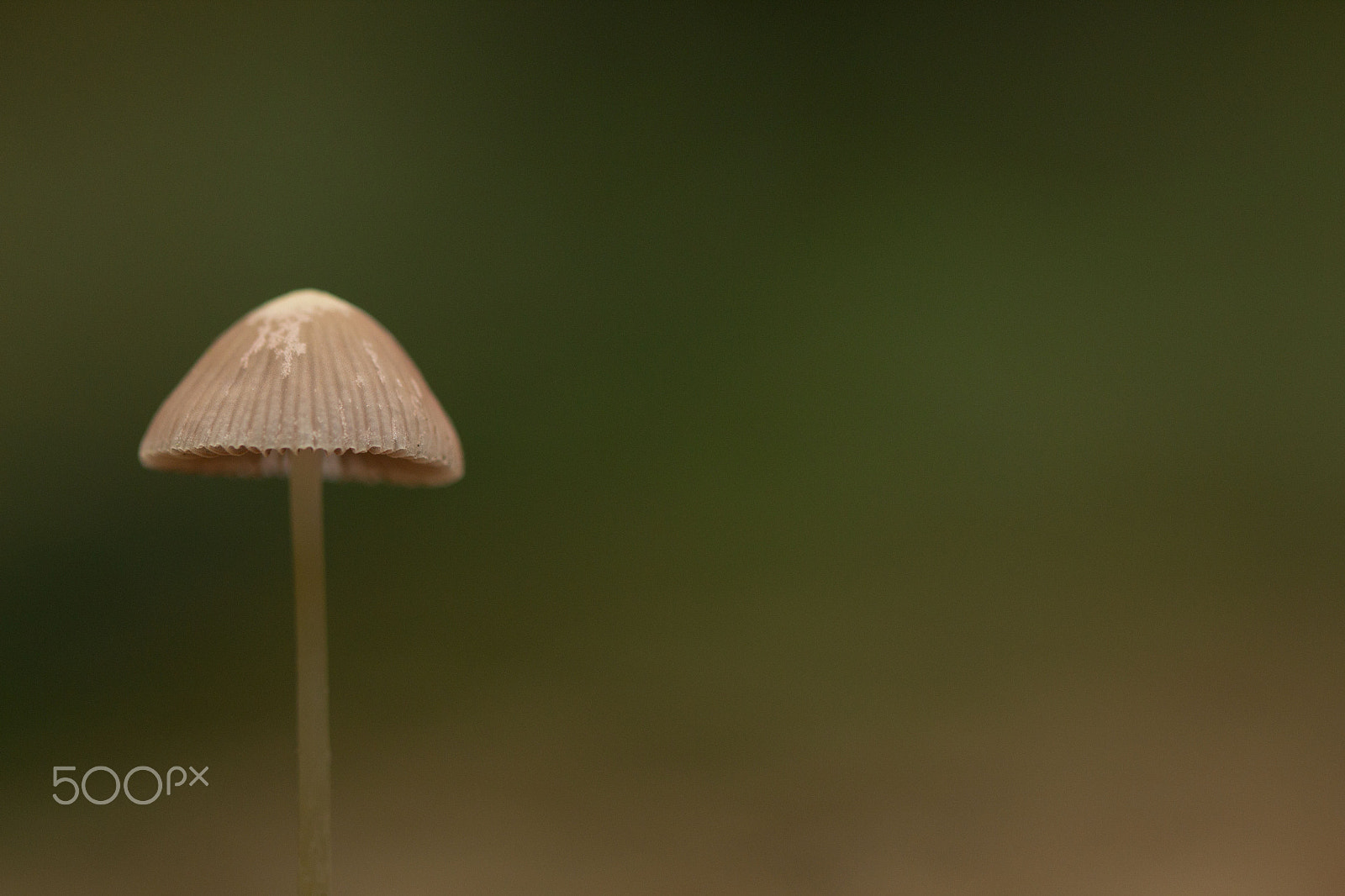 Canon EOS 600D (Rebel EOS T3i / EOS Kiss X5) + Canon EF 100mm F2.8 Macro USM sample photo. Lone fungi photography