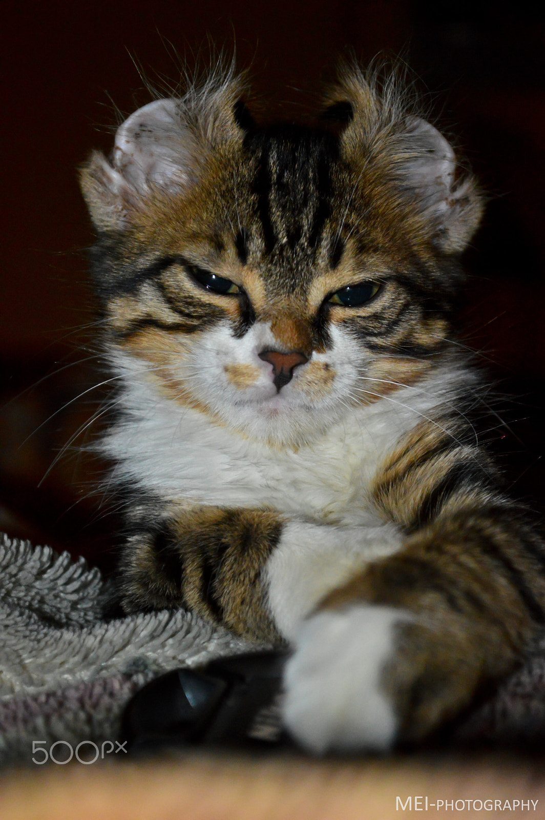 AF Zoom-Nikkor 75-240mm f/4.5-5.6D sample photo. Flipping ear. photography