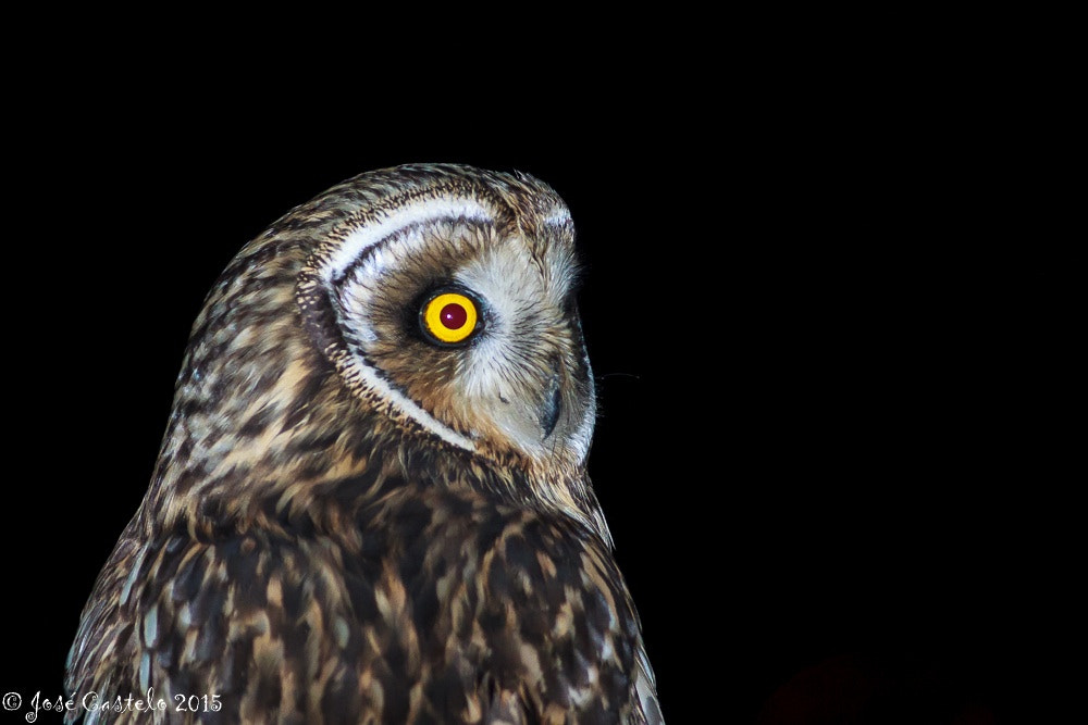Canon EOS-1D Mark IV + Canon EF 400mm F5.6L USM sample photo